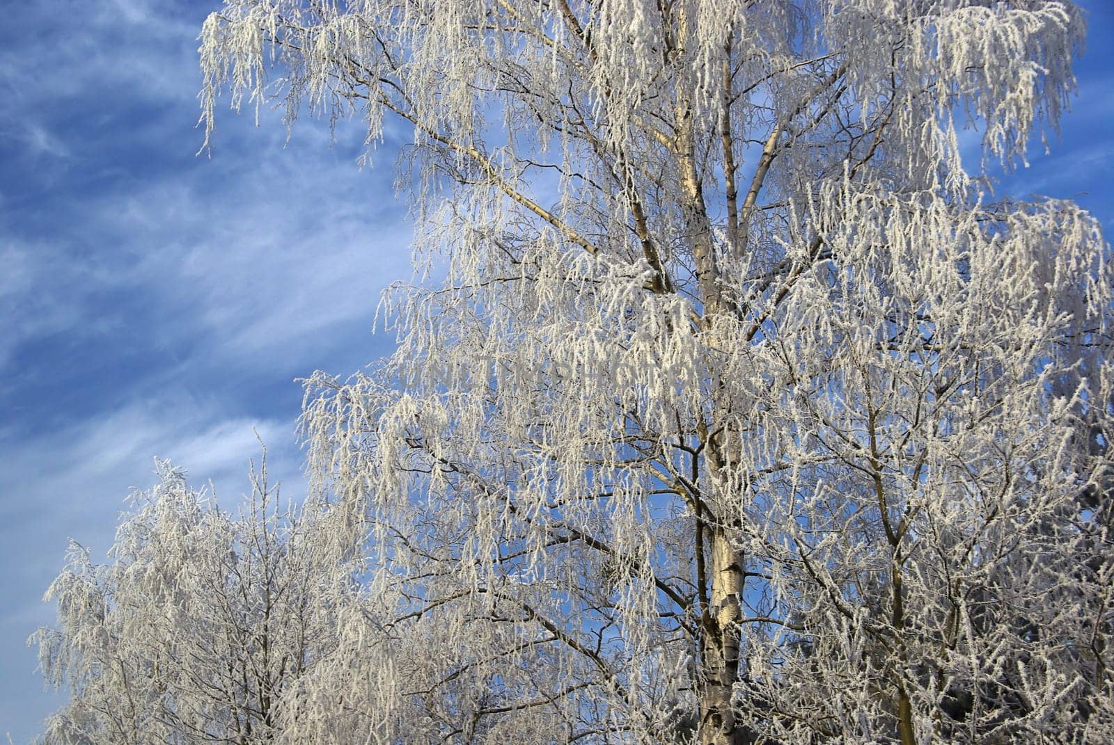 Birch 15