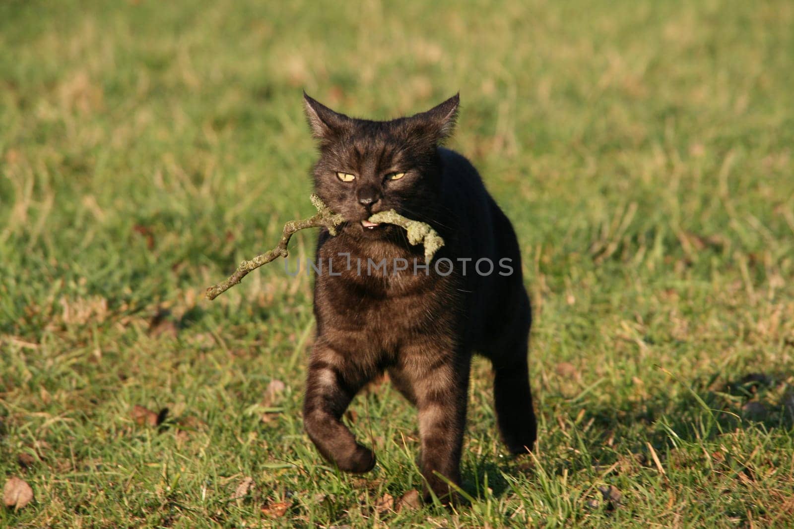 Cat playing fetch
