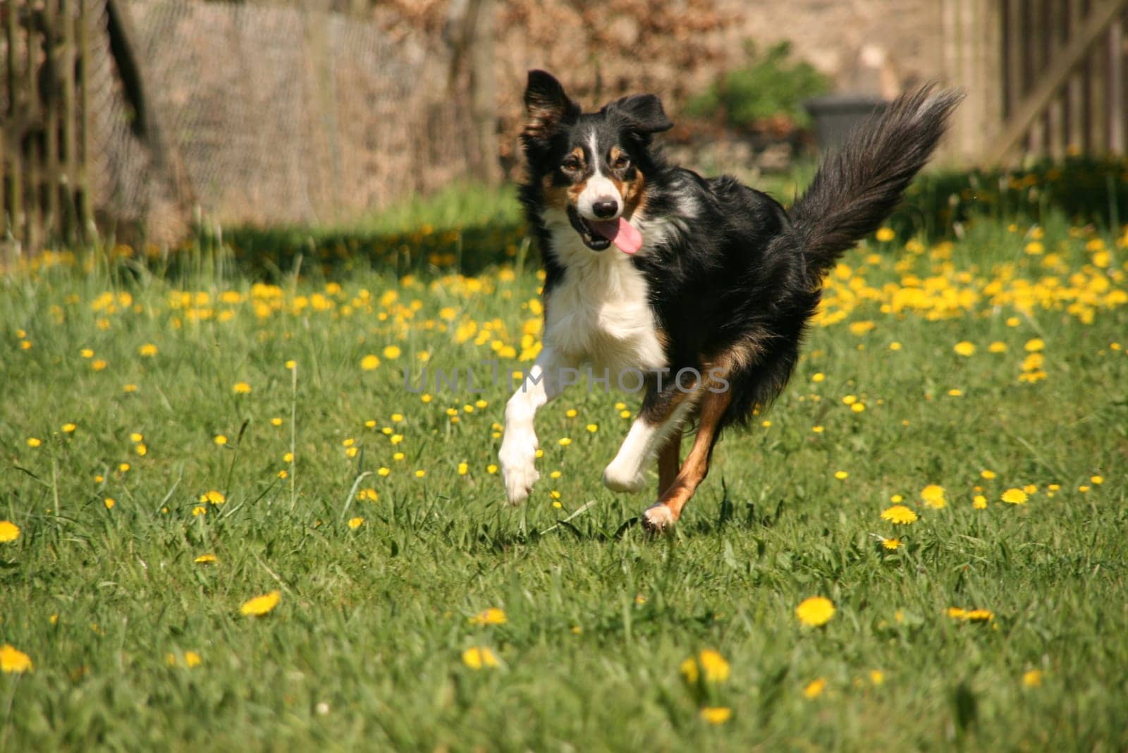 Dog in action