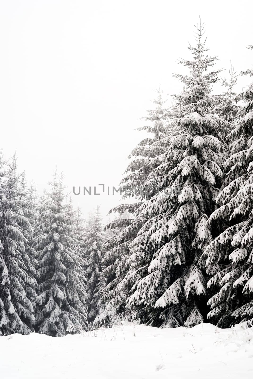 snowy