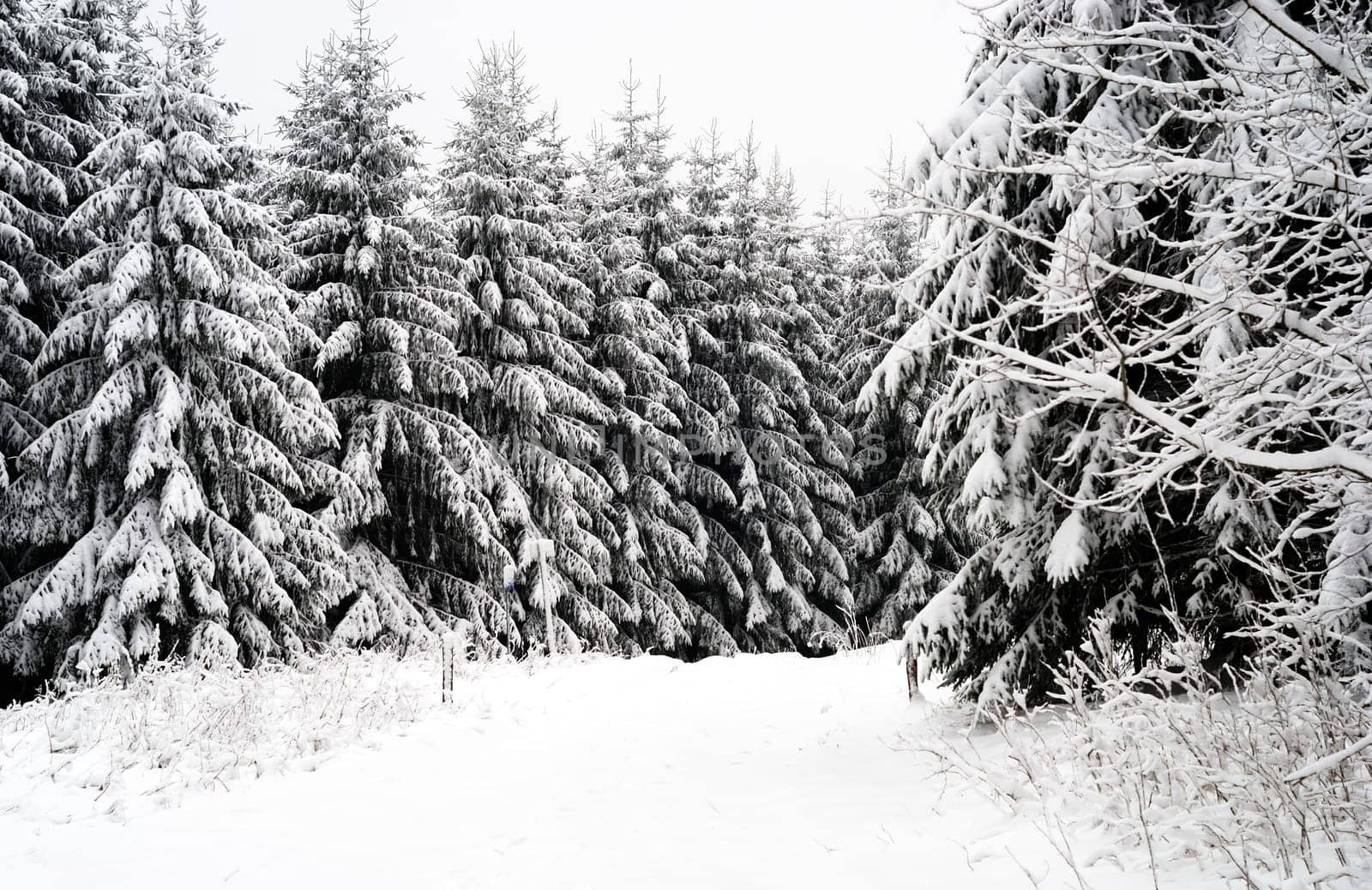 snowy