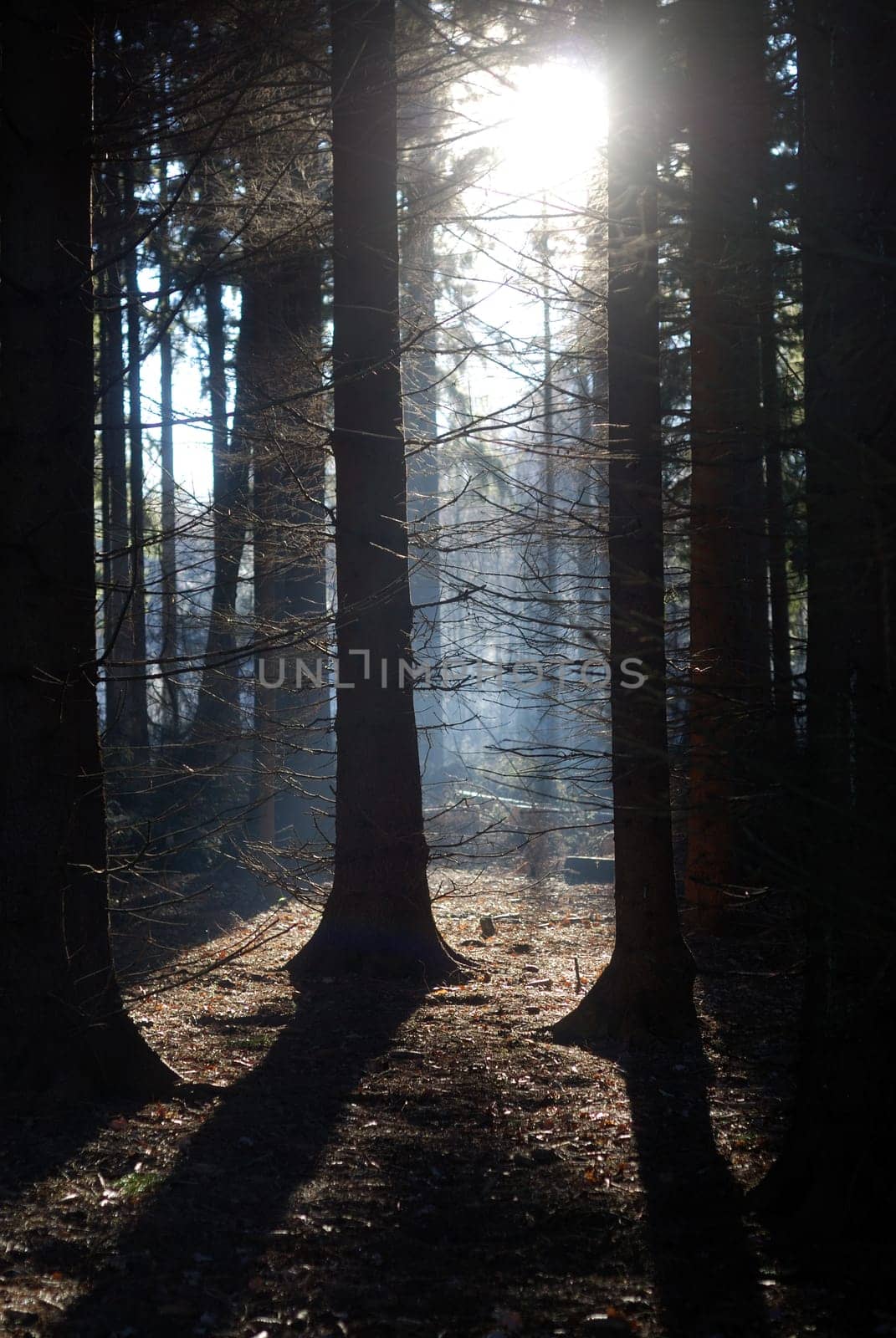 Sunlight
