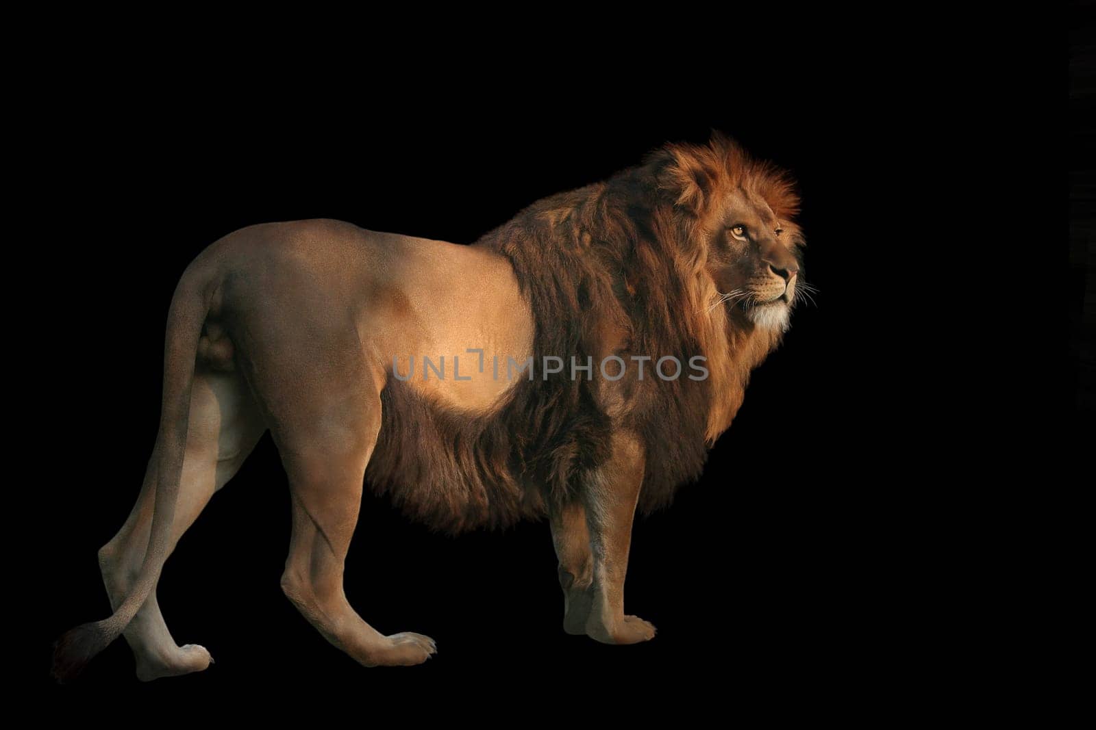 King of the Beasts