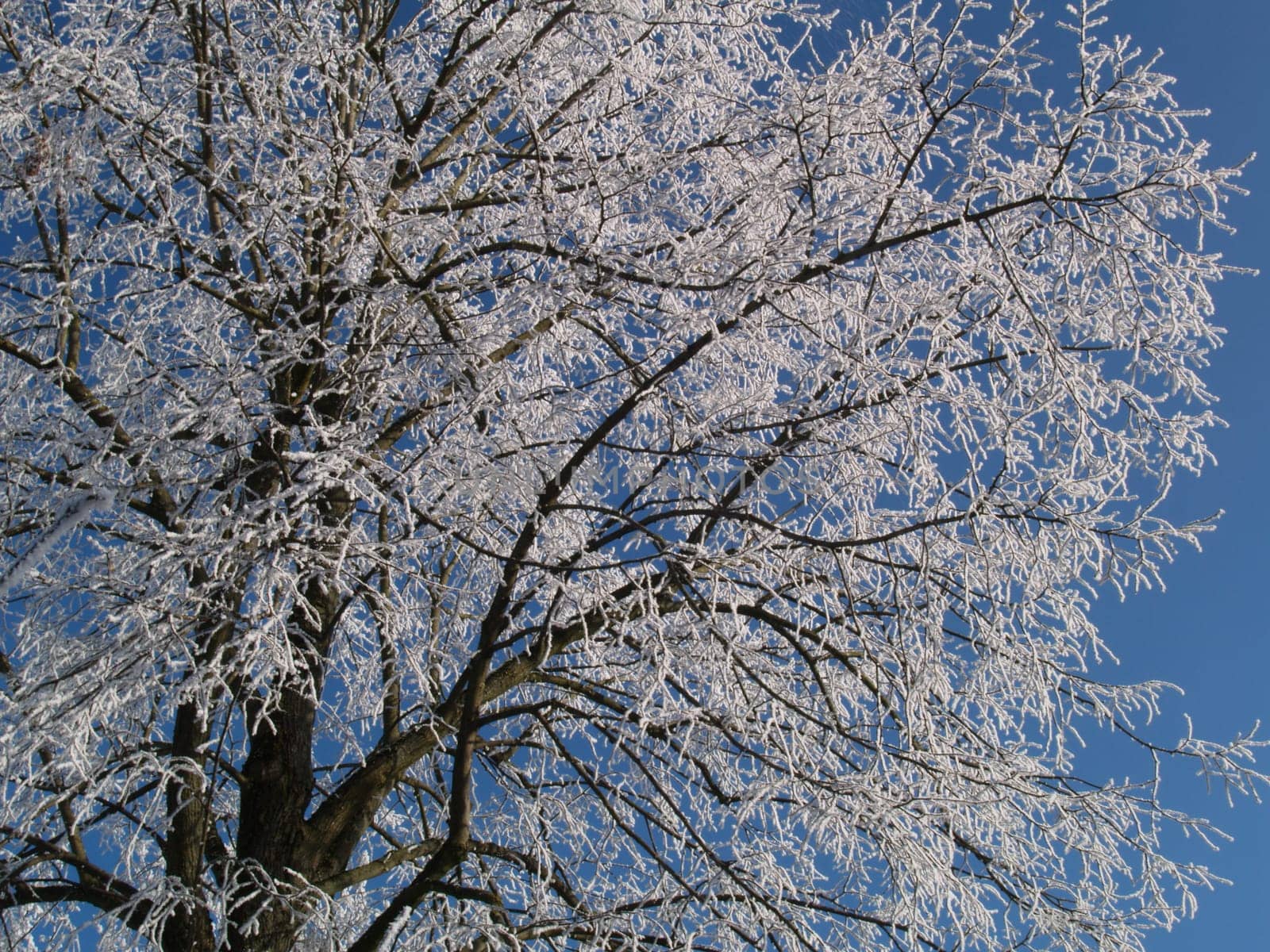 Tree with hoarfrost