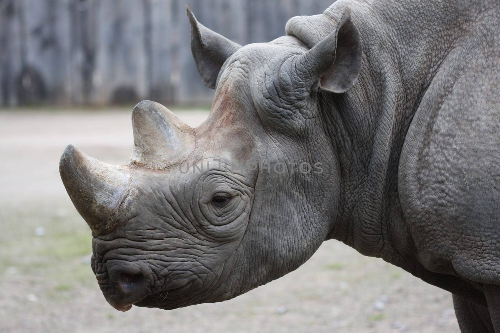 Rhinoceros Portrait