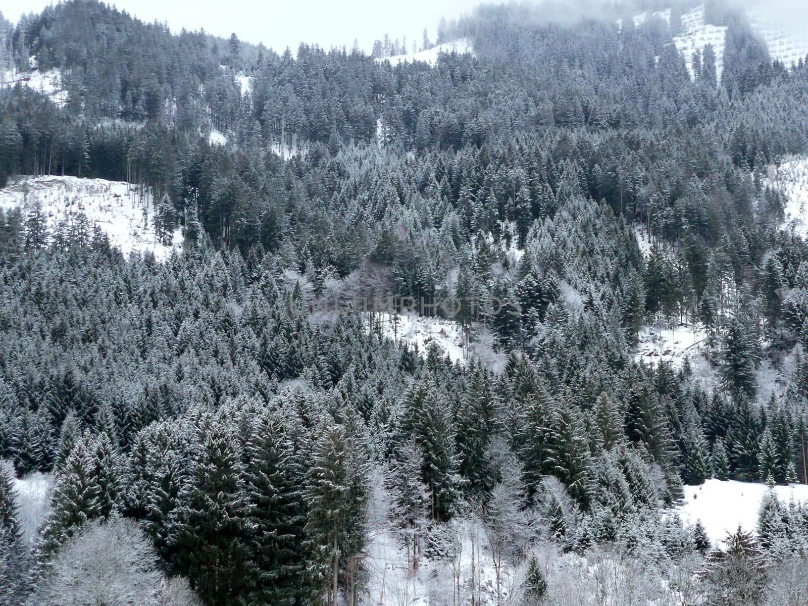 Winter Forest