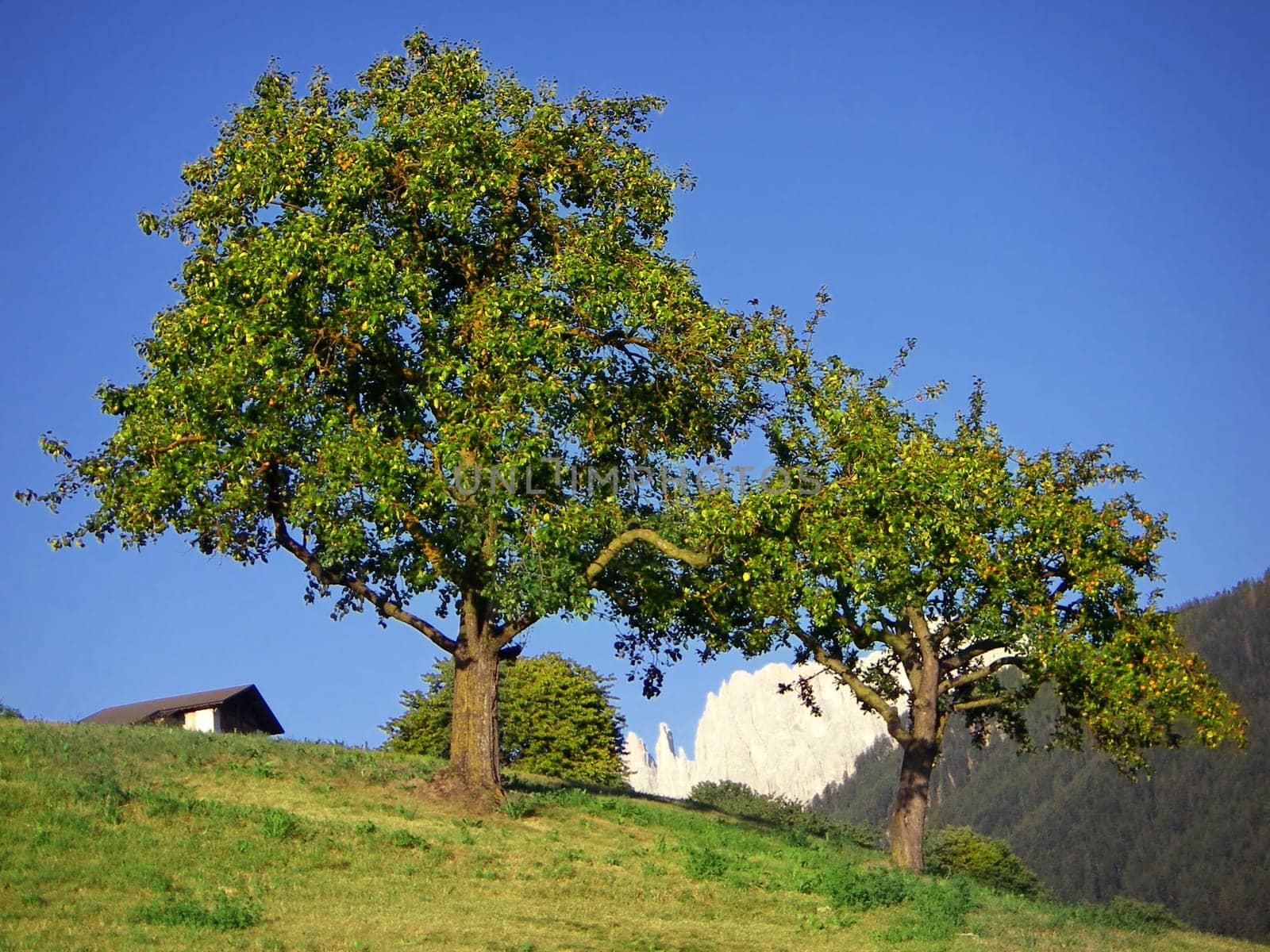 Apple blossom
