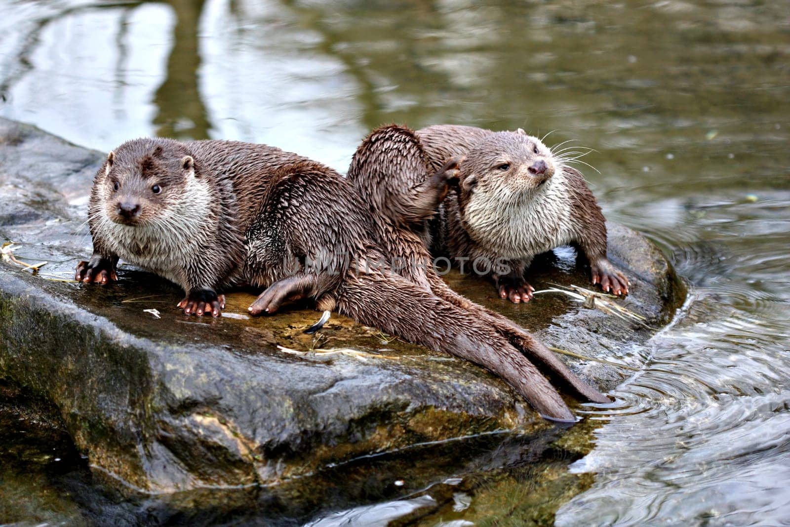 Eurasian river otter