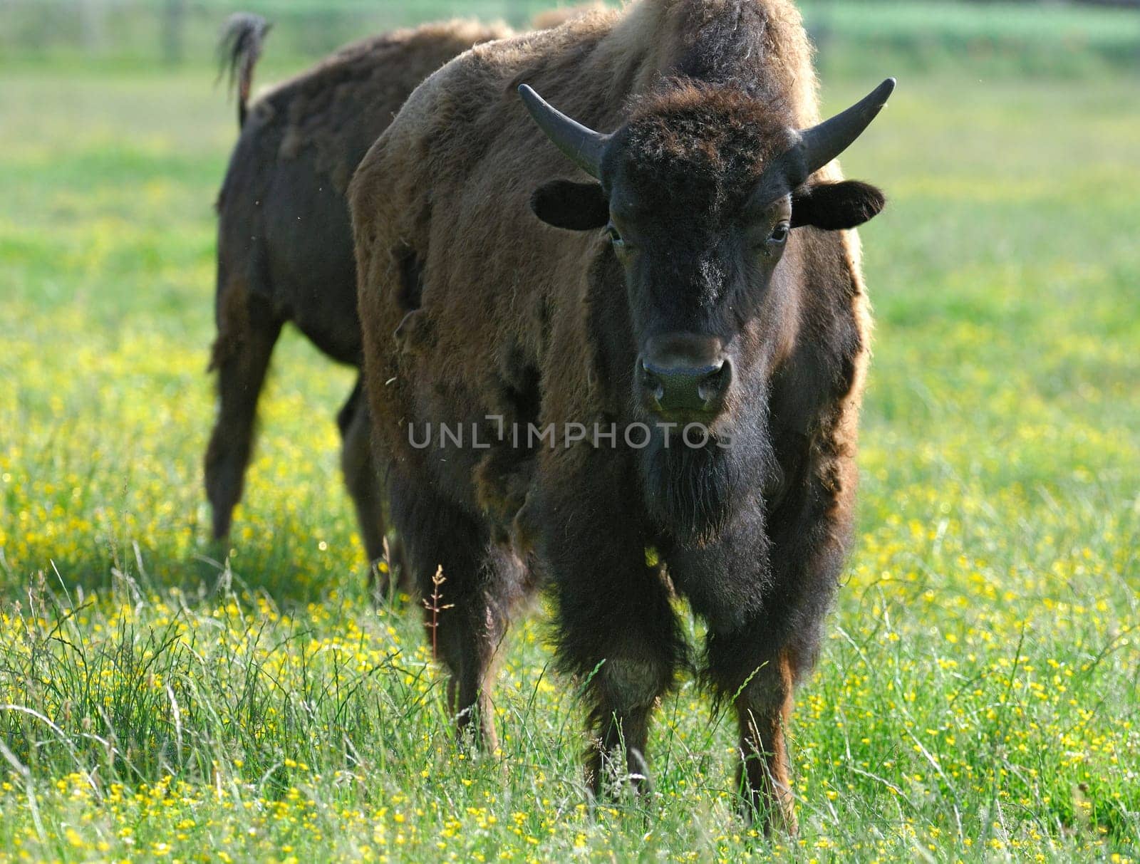Buffalo
