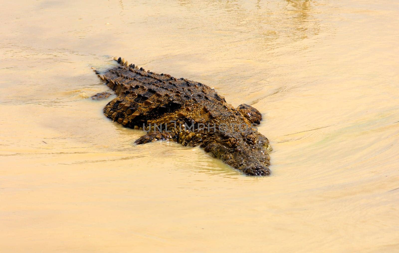 Nile Crocodile