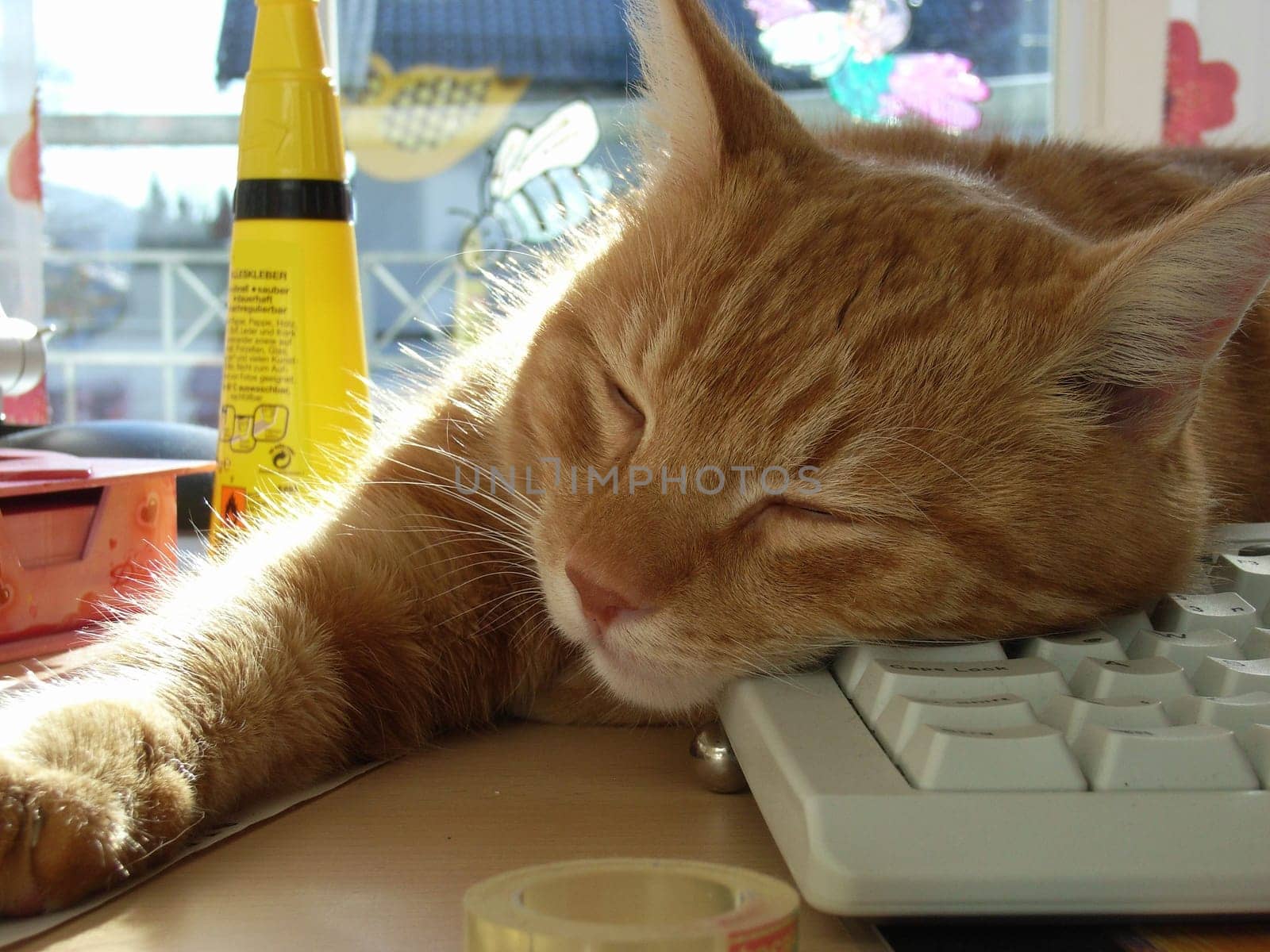 Cat at work