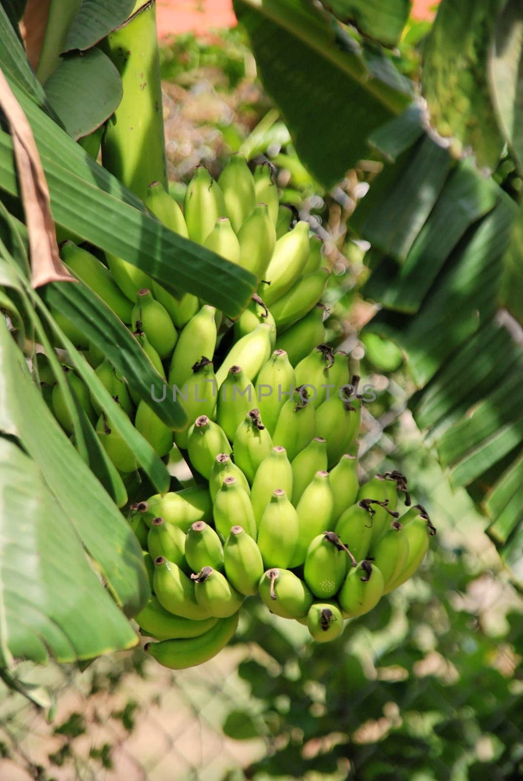 Bananas