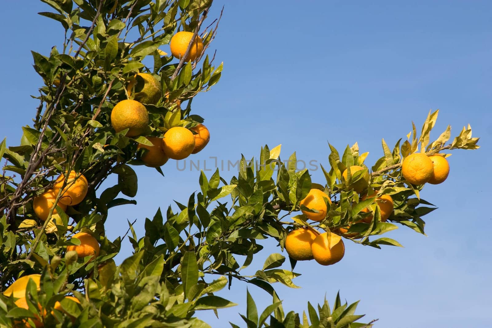 Orange plantation