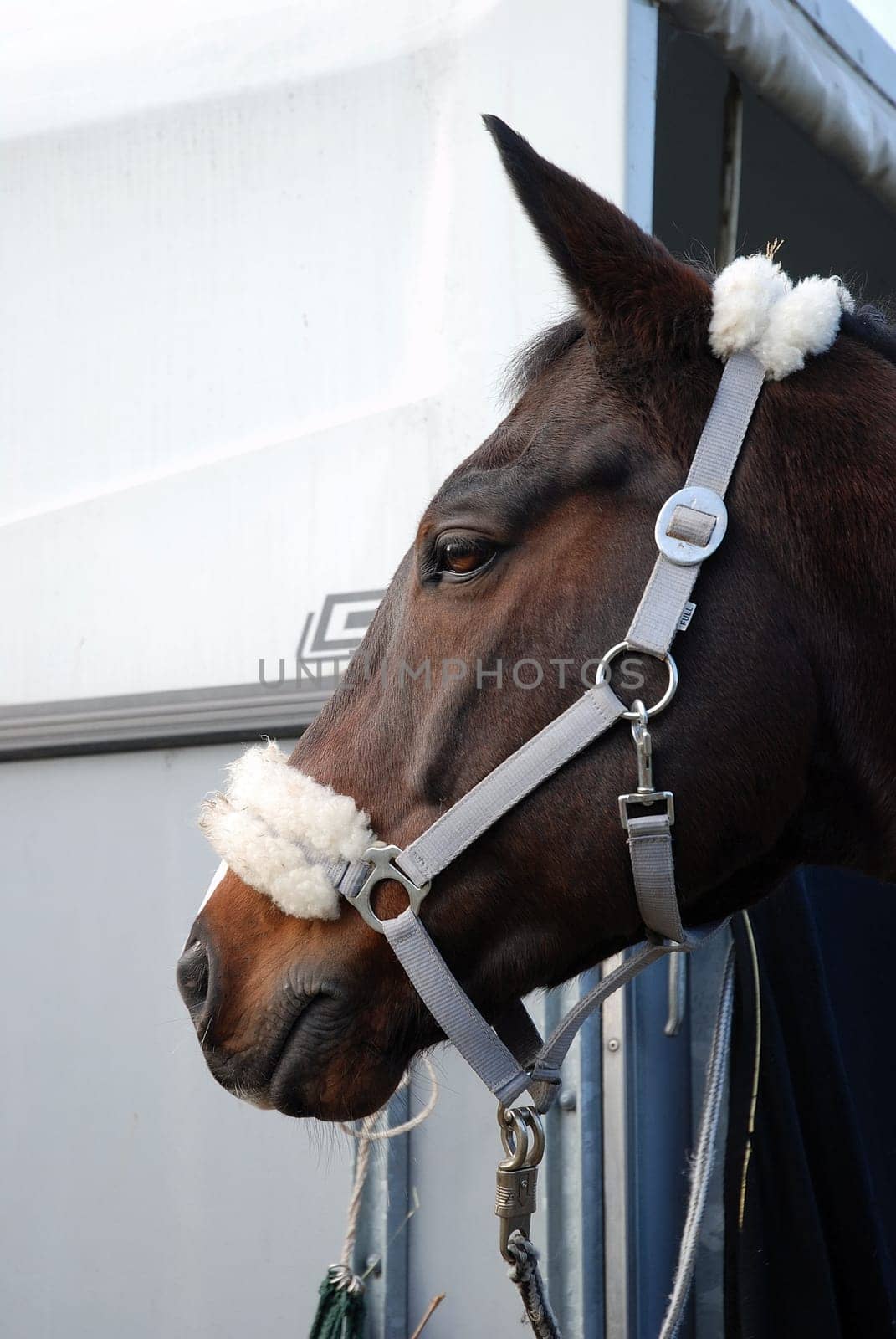 Horse's head