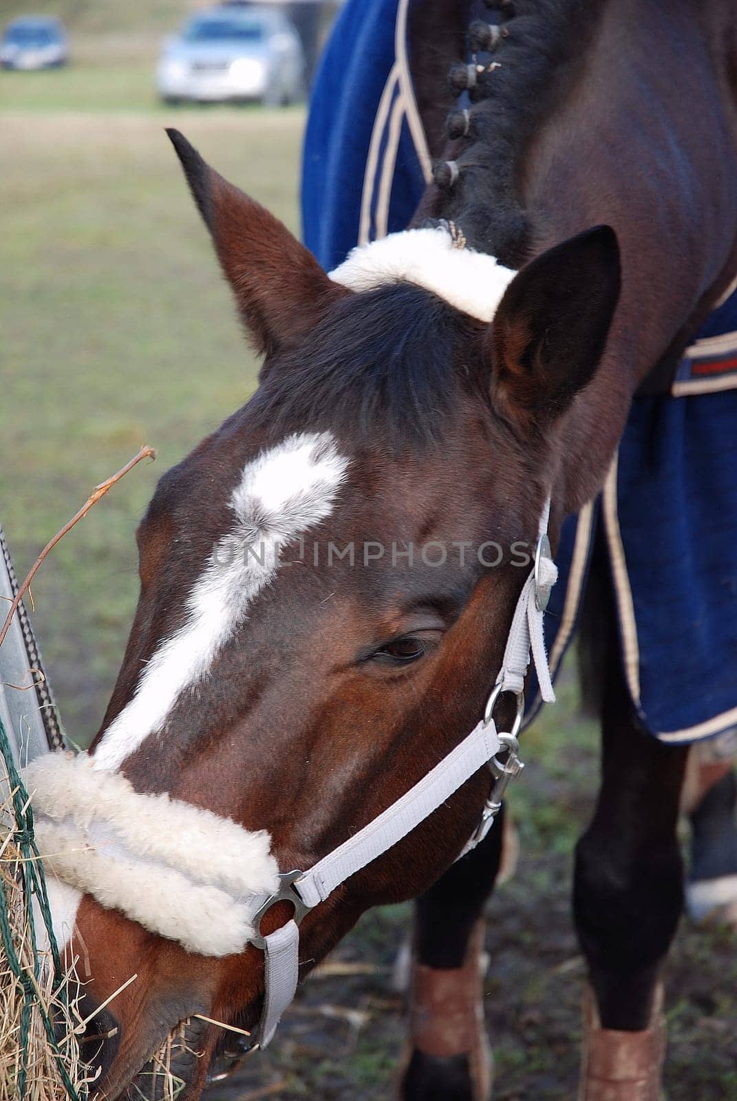 Horse eating
