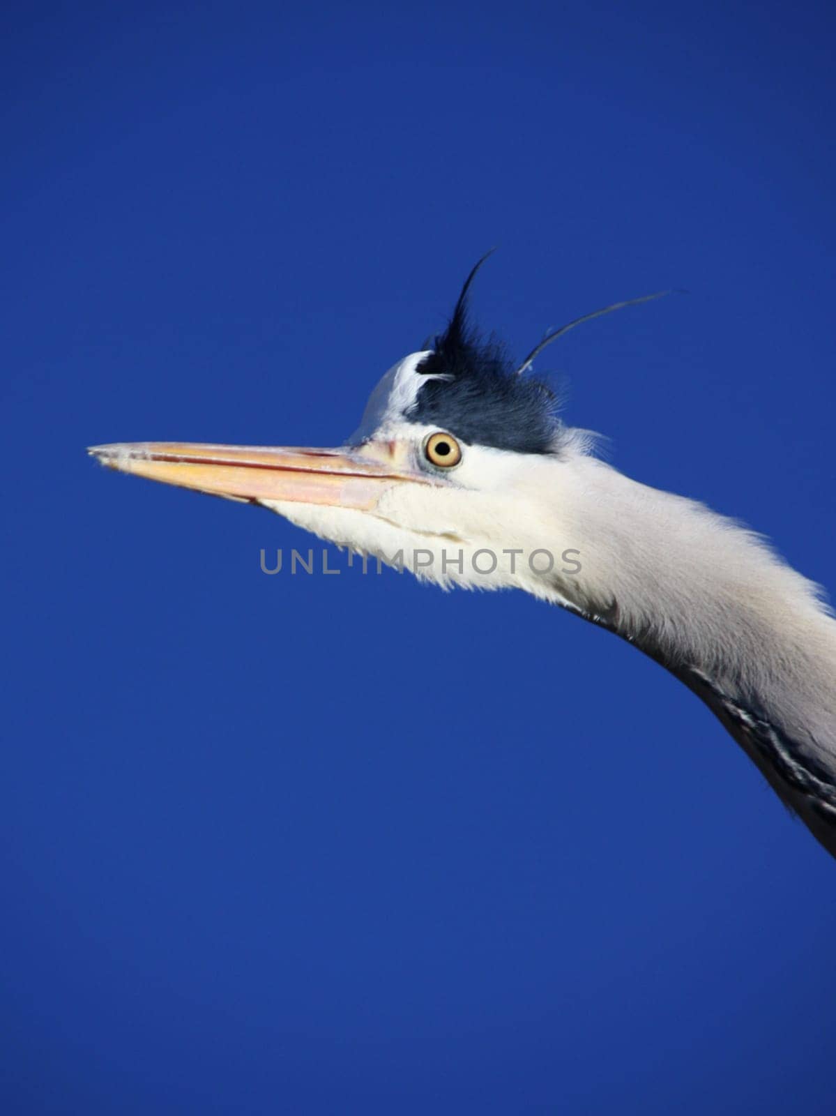 A look into the blue