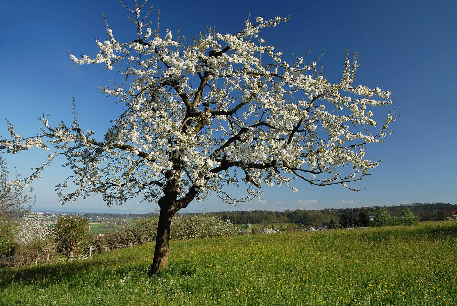 Spring air