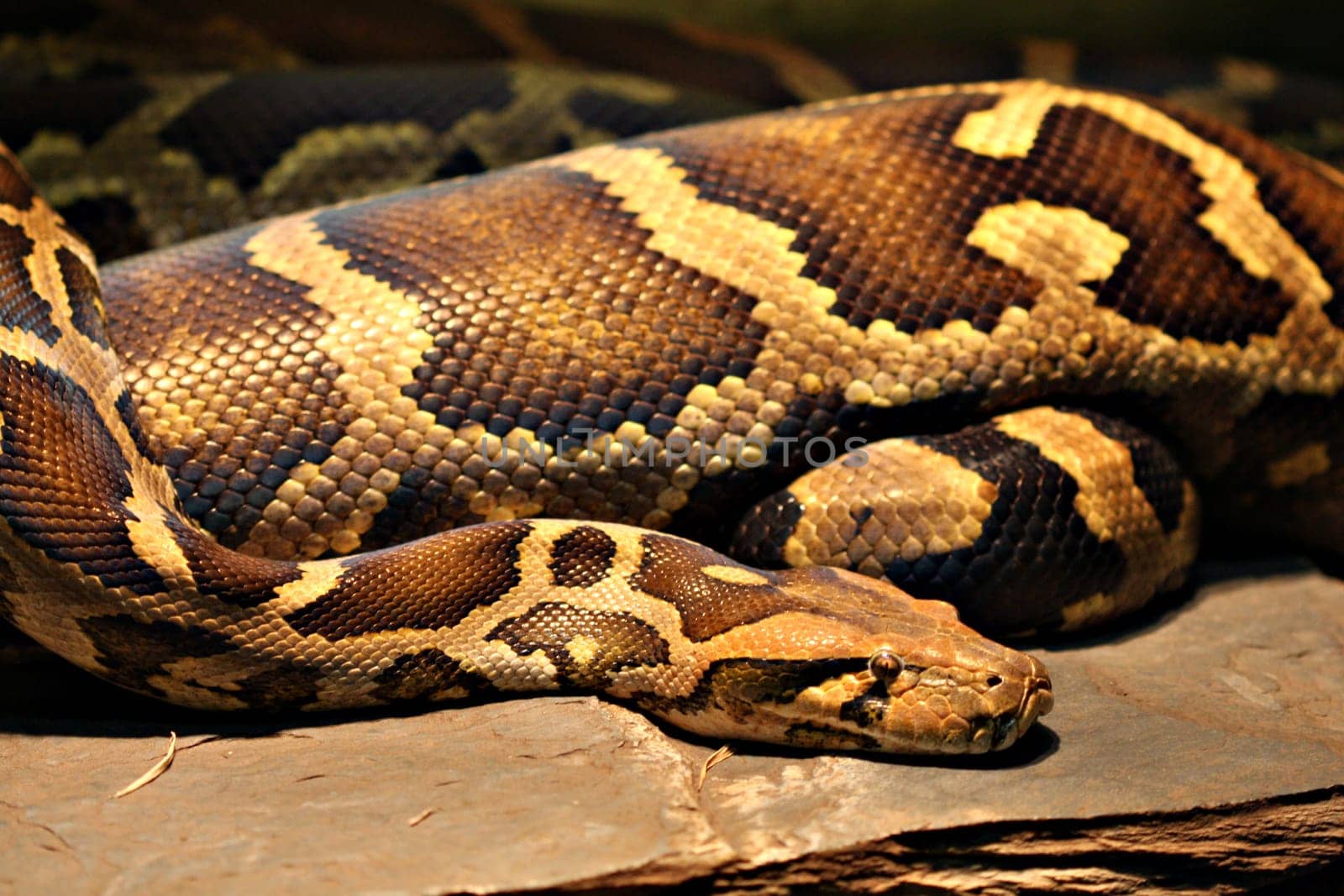 TigerPython