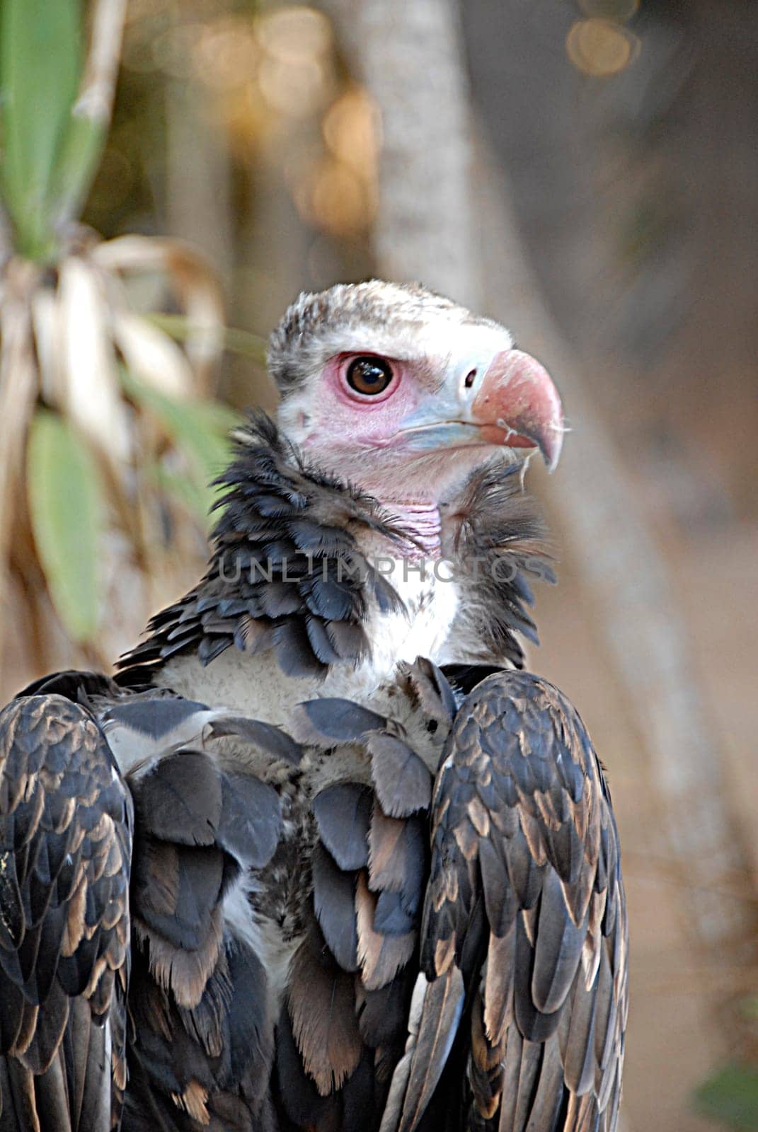 Woolly Vulture
