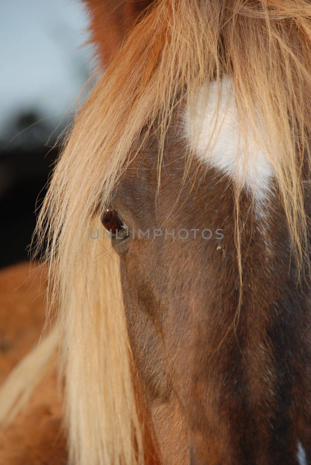 Horse portrait