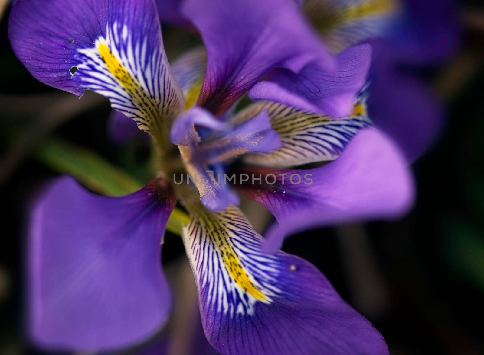 This little flower also blooms in the Brüglinger Park,its blossom shines occasionally from the grass. This flower is tiny,smaller than a violet....