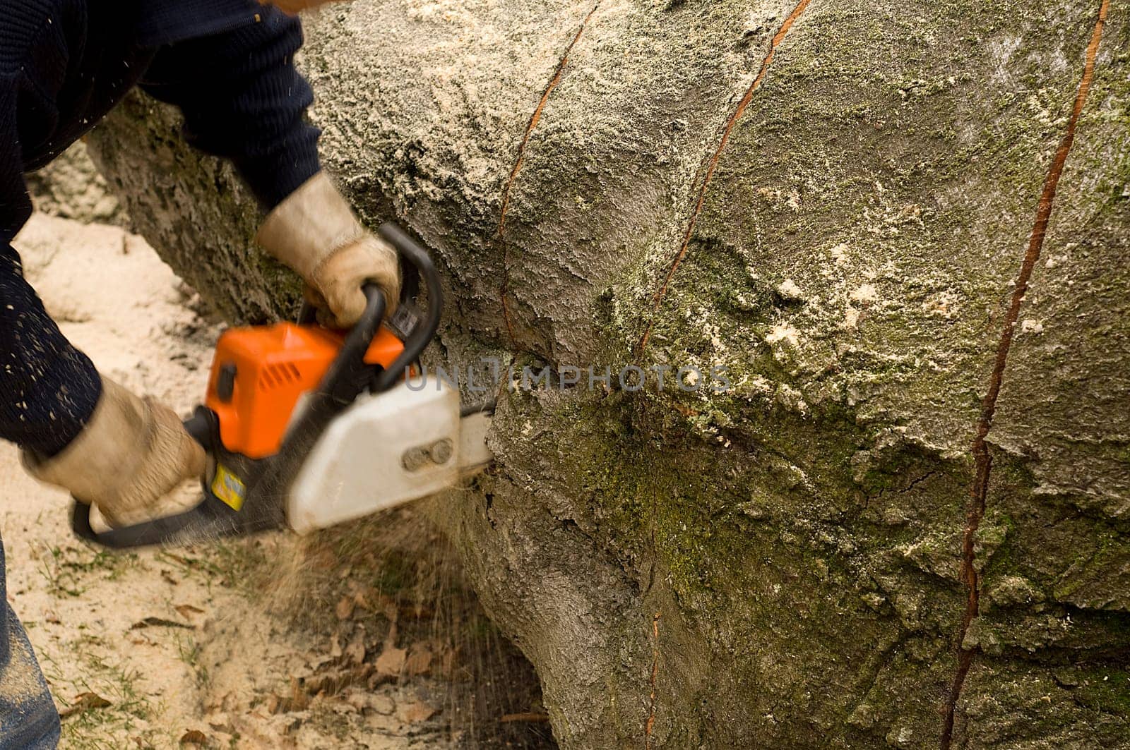 Tree felling