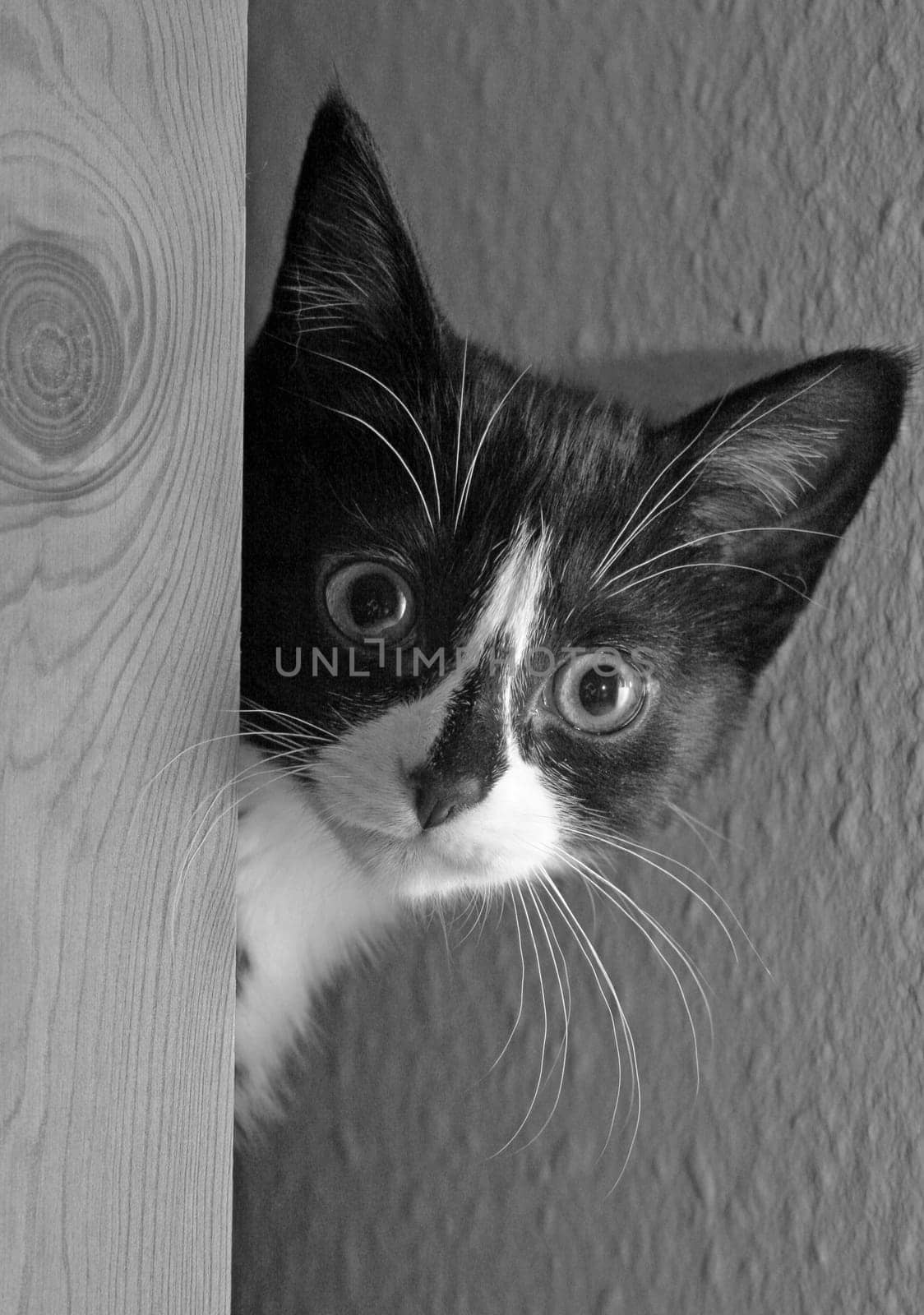 Kesse's kitten