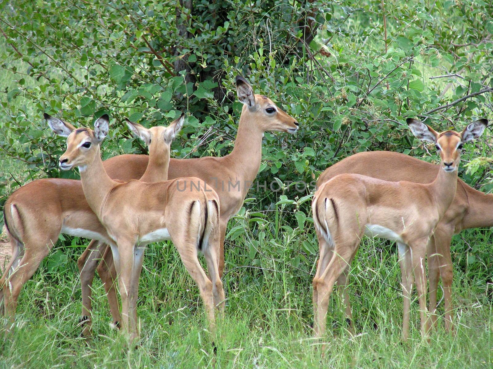 Impalas