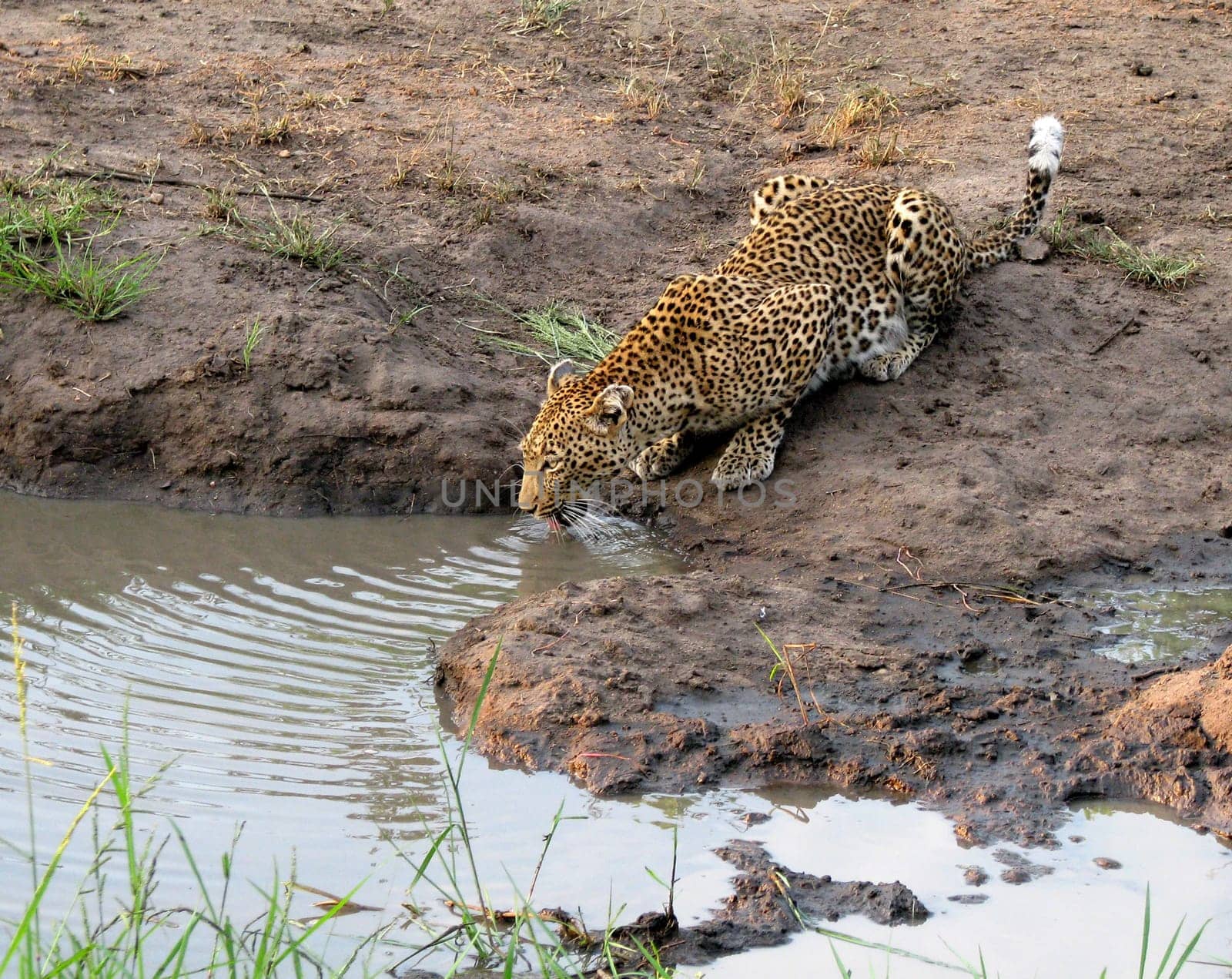 At the waterhole