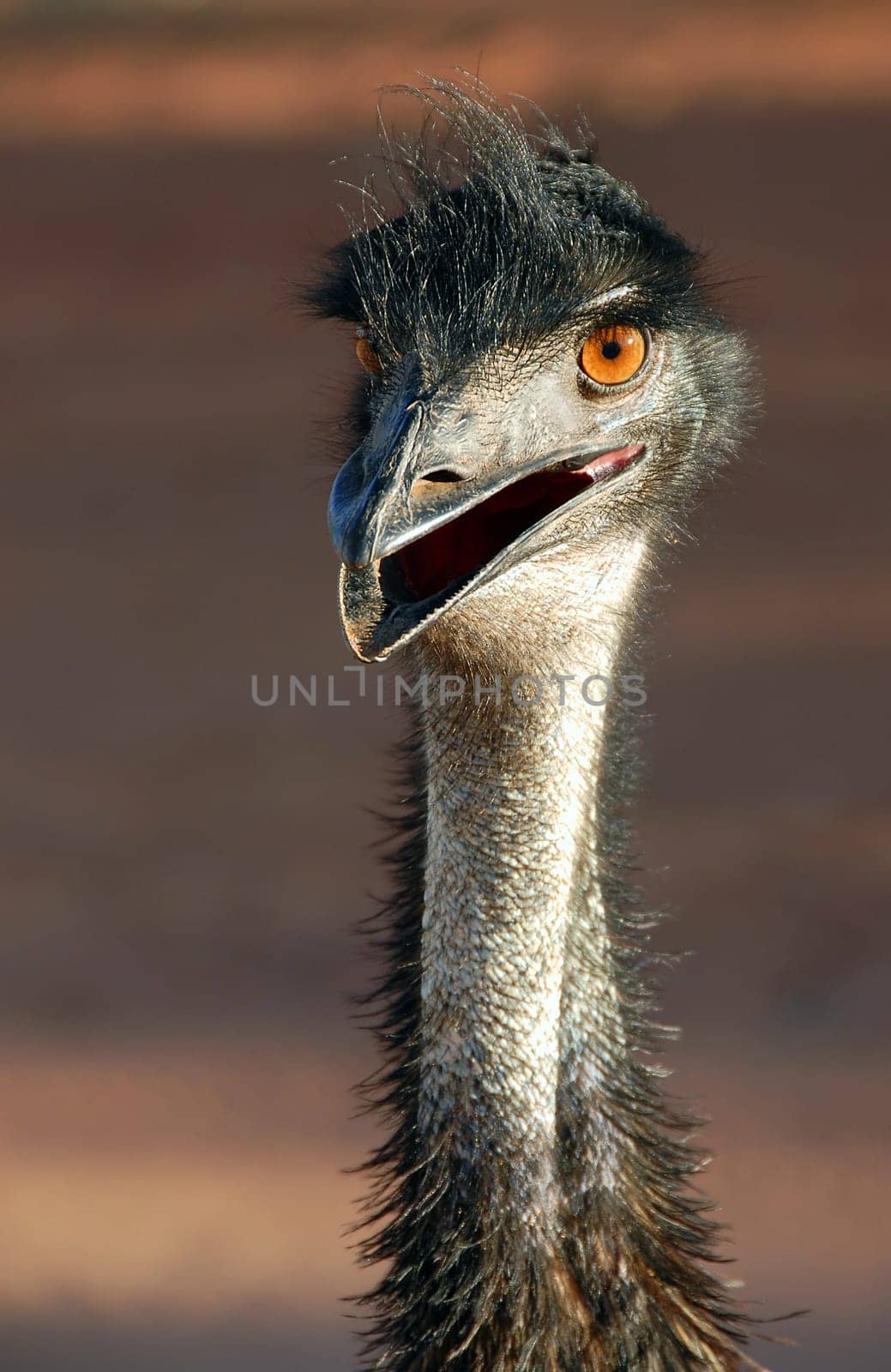 With this pic I would like to report back from my longer vacation Down Under. This emu portrait also marks the beginning of a series of pictures from one of the most pristine and lonely areas of our planet - Western Australia. With all my upcoming