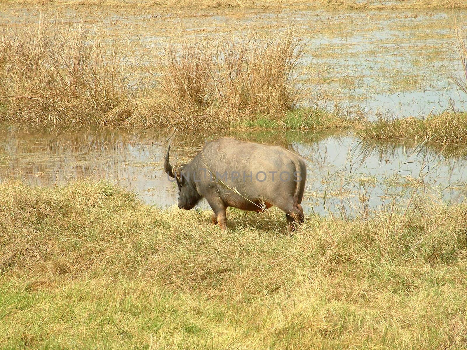 Cape buffalo by the water
