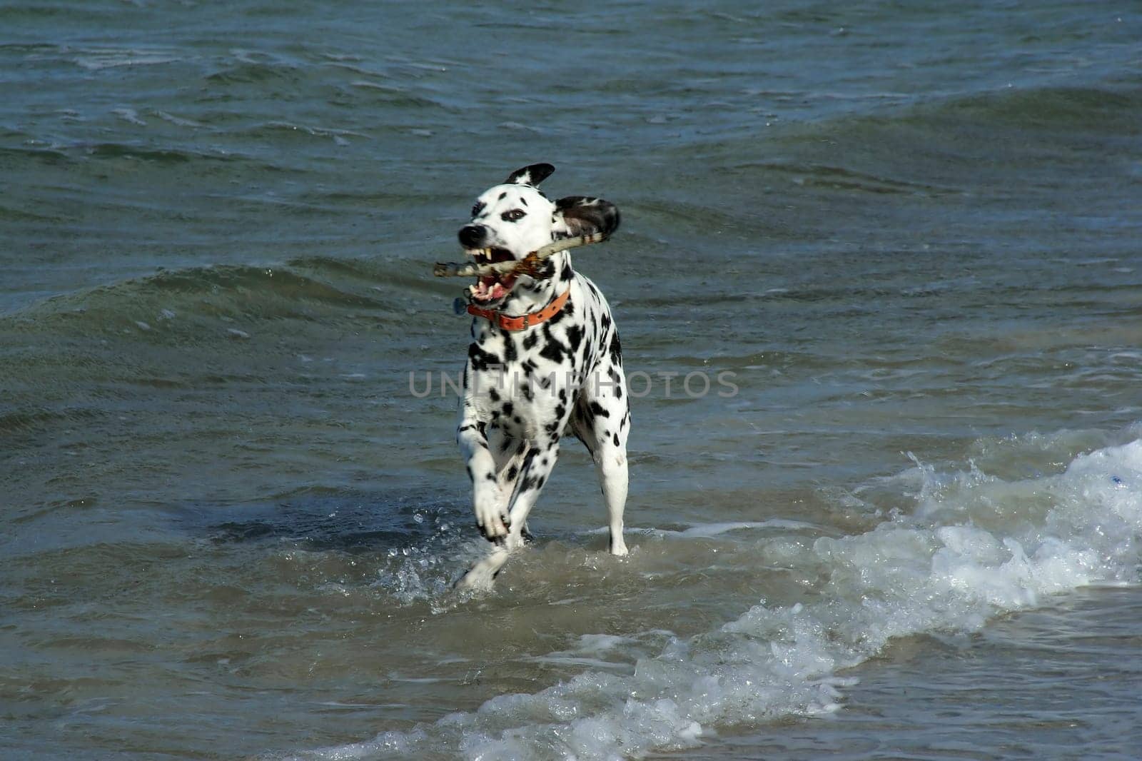 ... the stick