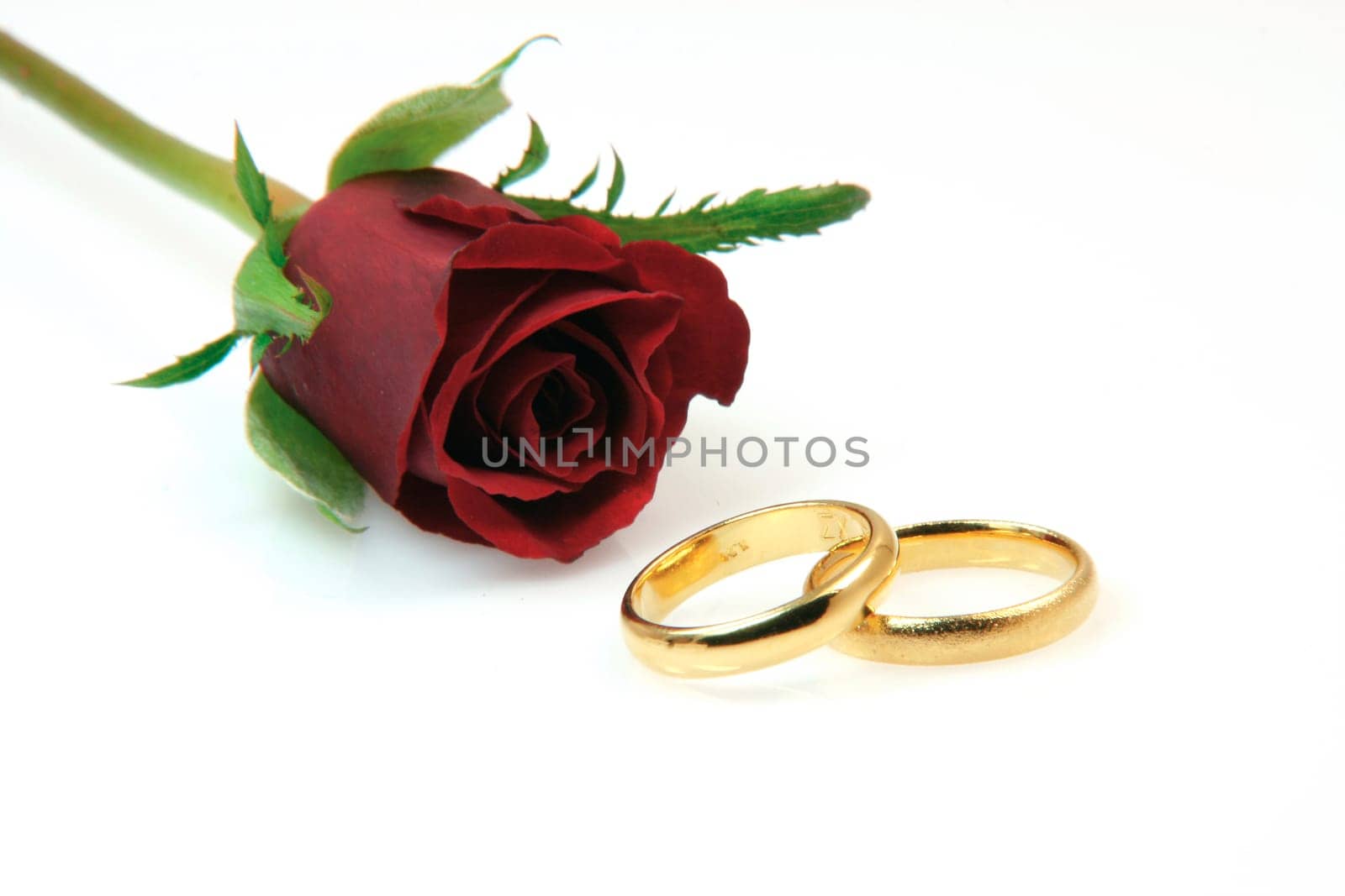 gold rings and rose