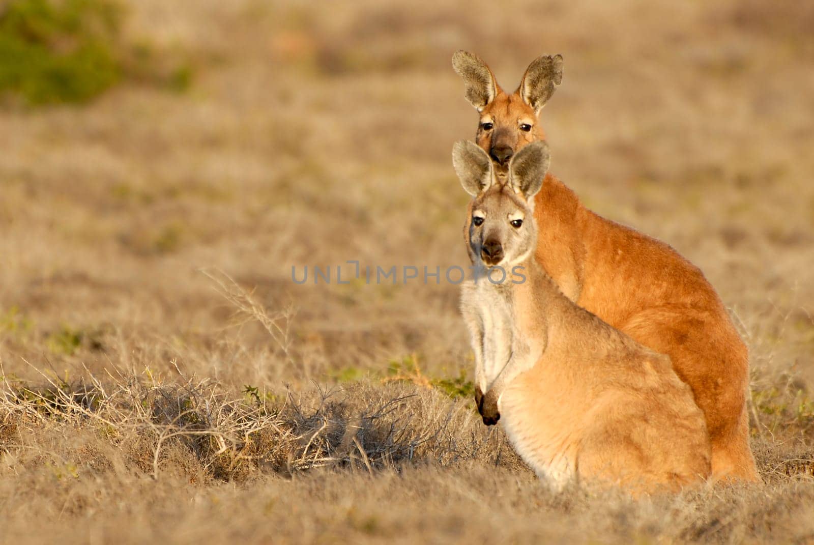 These animals inhabit arid and semi-arid areas throughout Australia with the exception of the coasts and the southwest. They live in different habitats such as semi-deserts,steppes and bushlands. However,they rarely stay in completely treeless