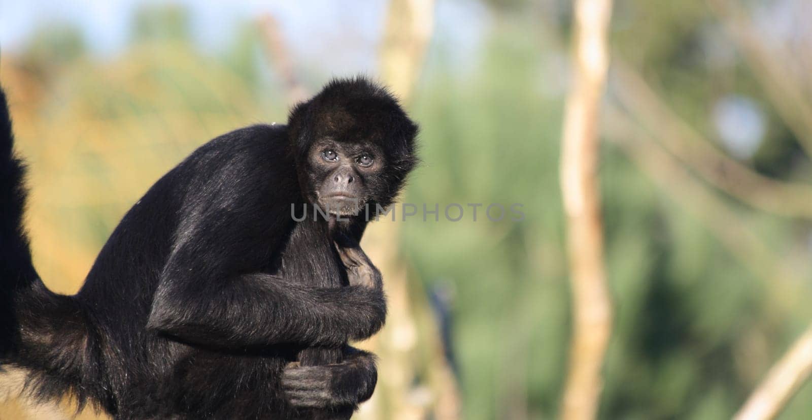 Colombian Spider Monkey (Ateles fusciceps robustus), endangered species