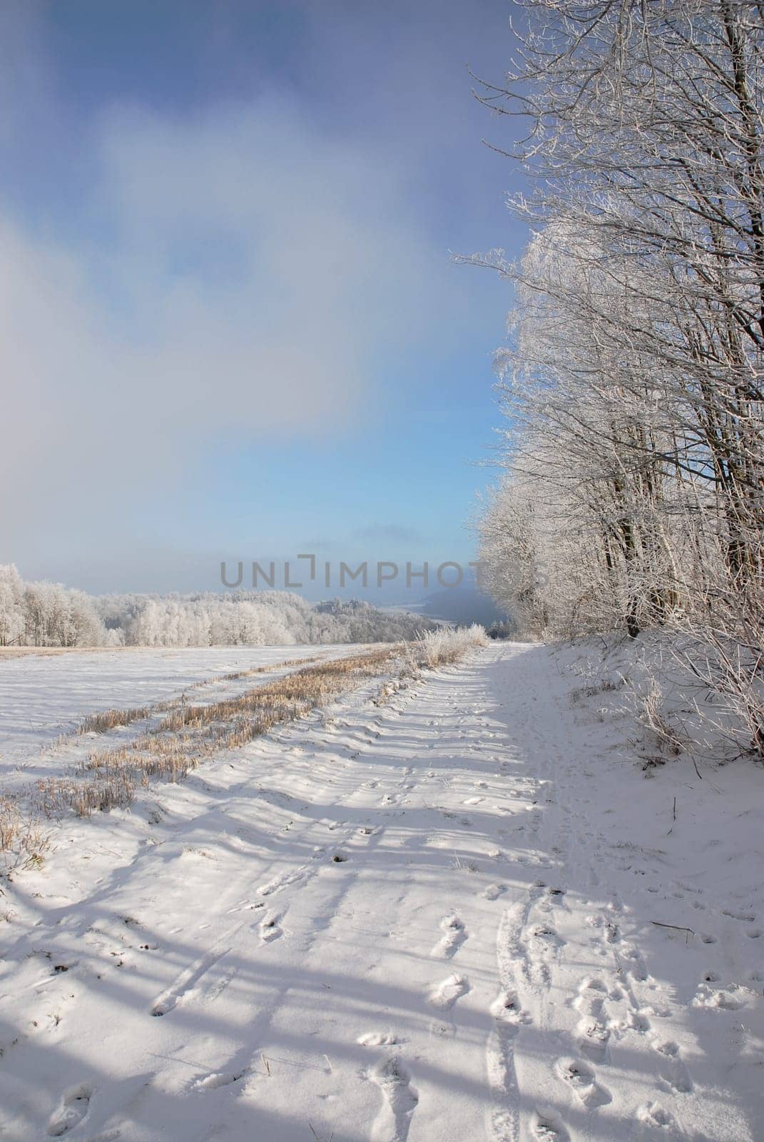 Cold winter