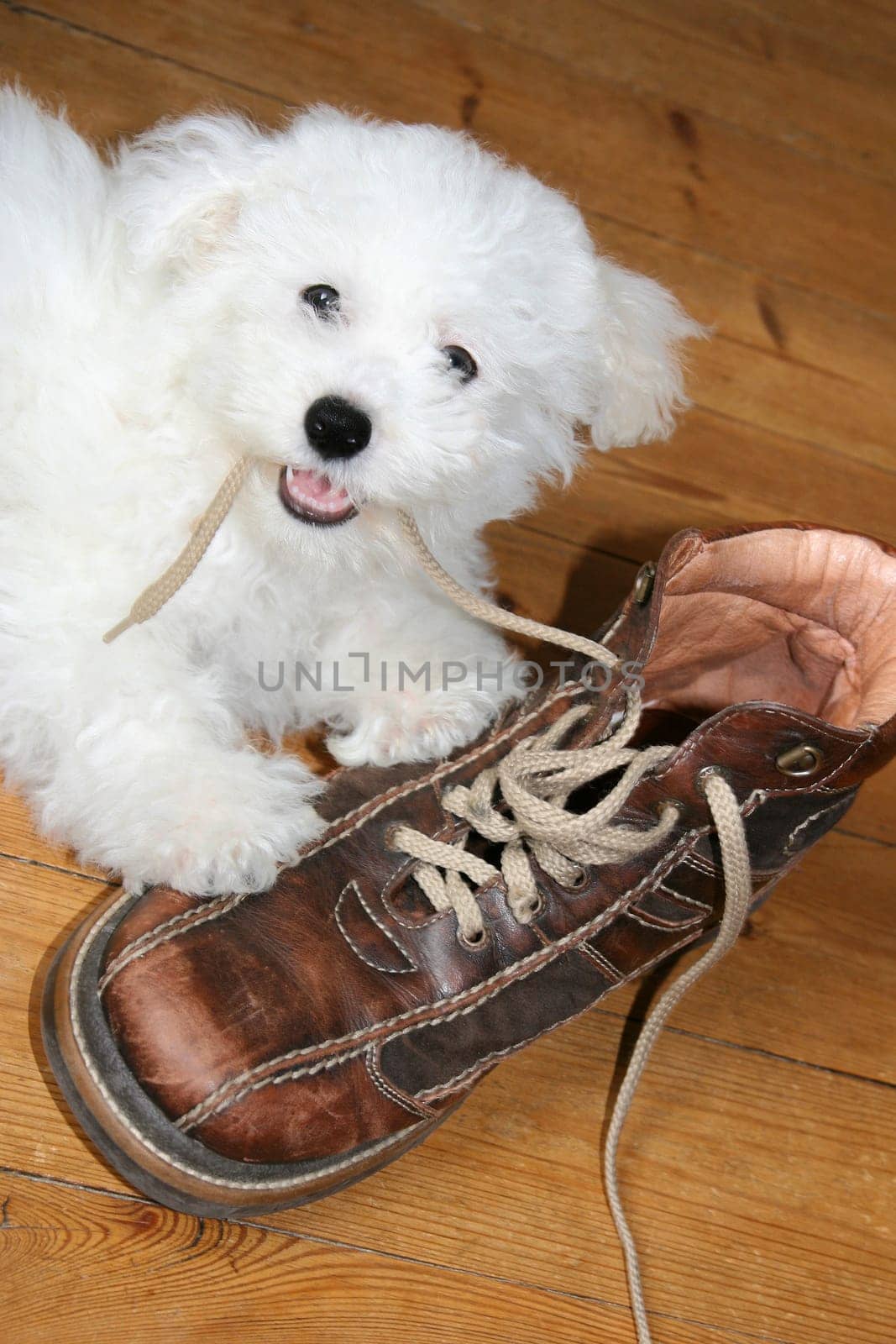 Naughty puppy