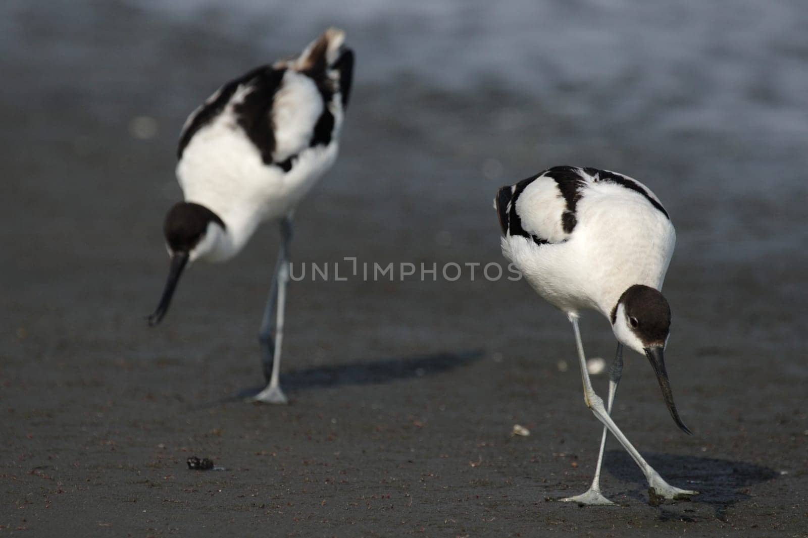 Two avocets