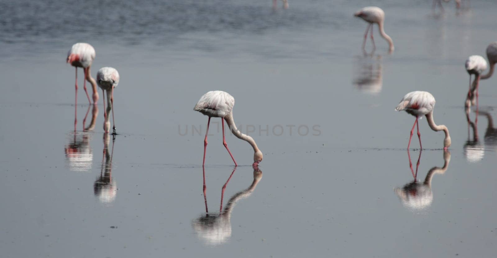Flamingos with reflection