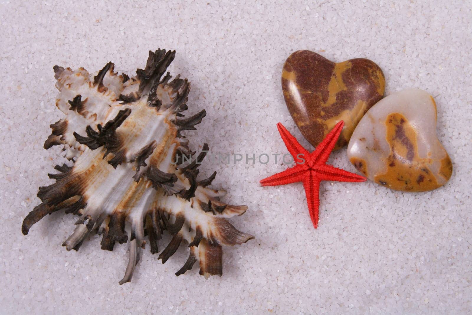 star without celebrity without bird without tree without starfish
