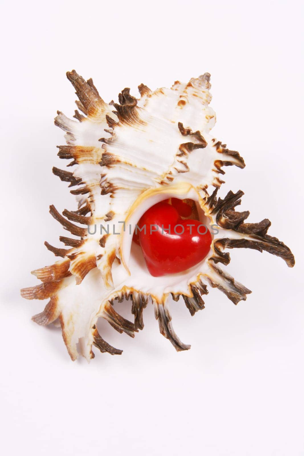 Shell with heart