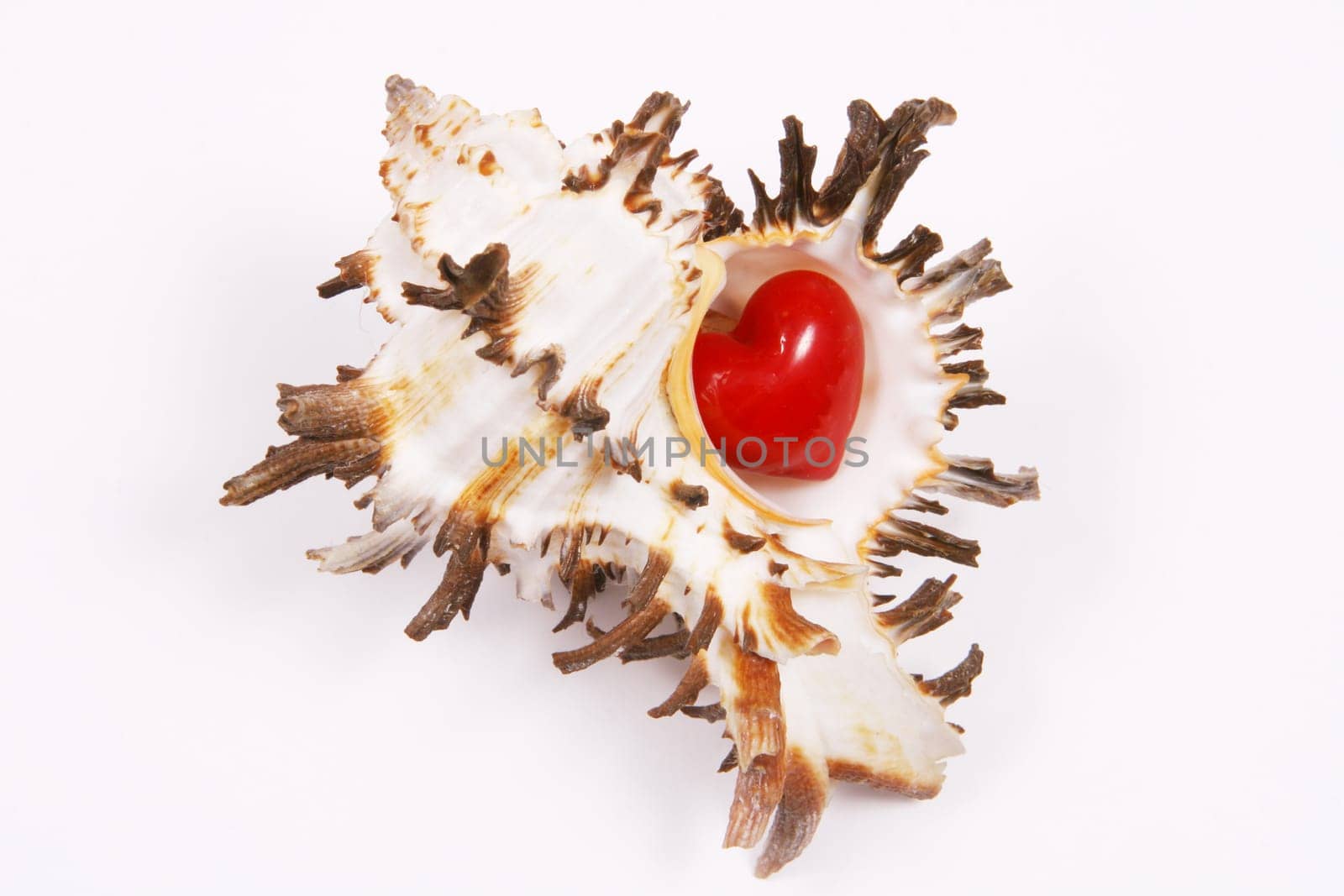 Shell with heart
