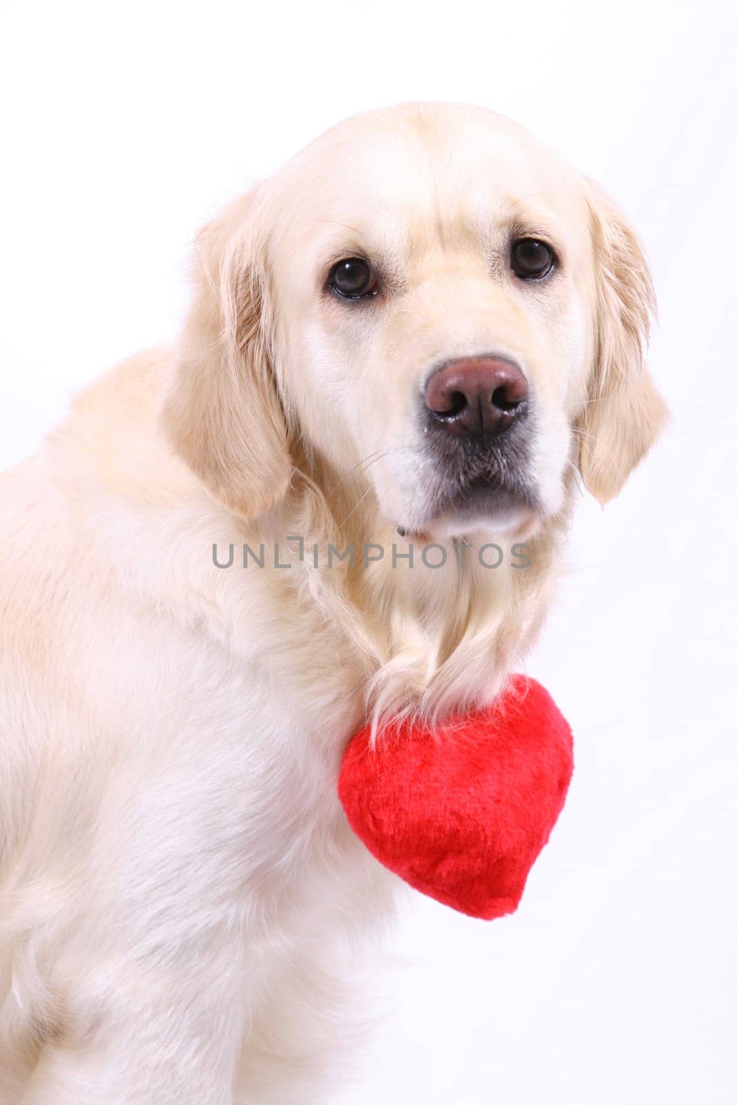 Valentine's Day dog