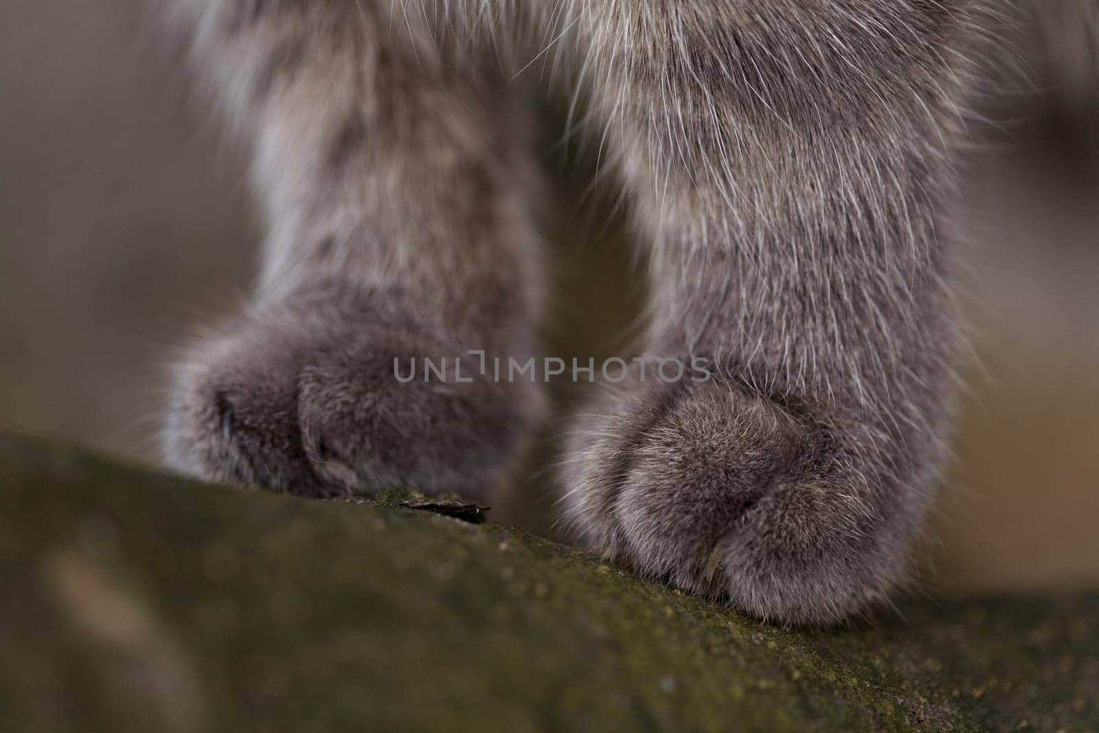 Velvet Paw