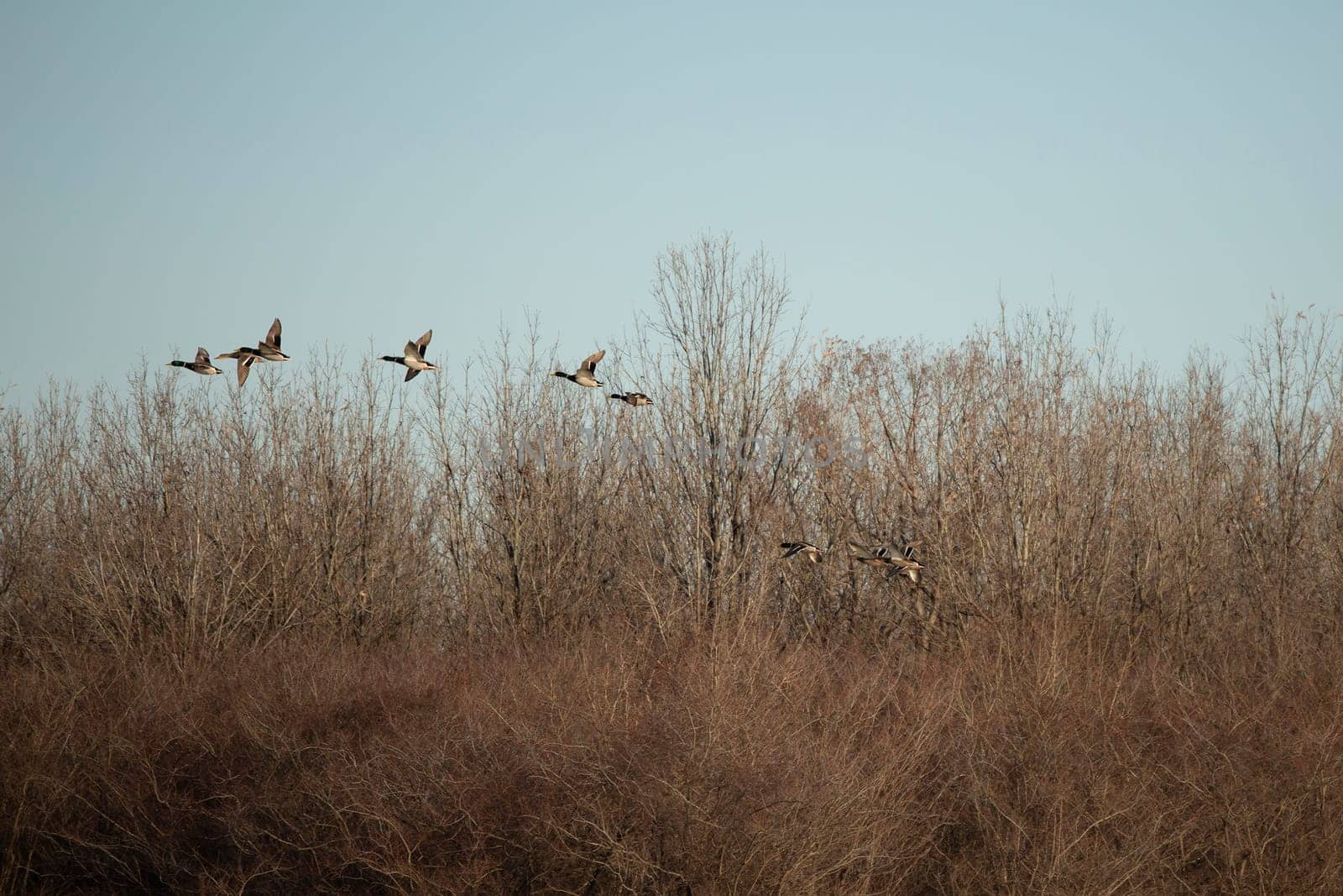 Flock of mallard ducks (Anas platyrhynchos) in flight near bare foliage