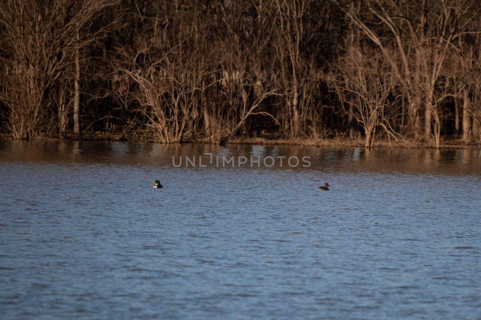 Mallard Drake and Hen Swimming by tornado98