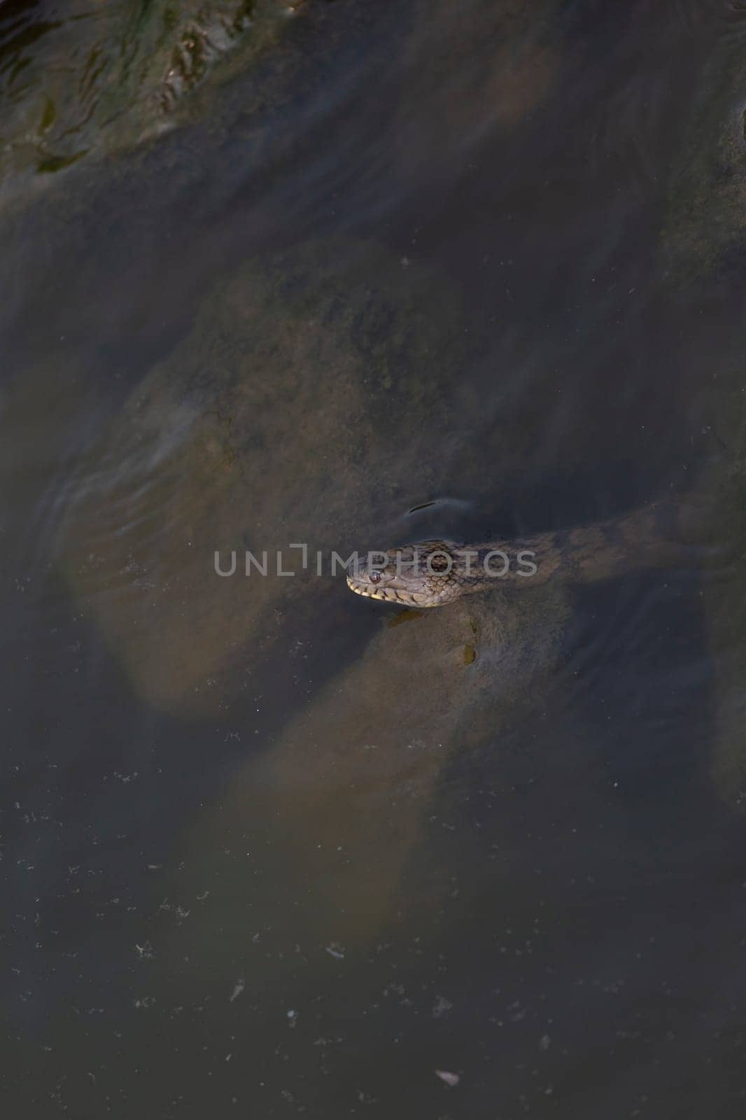 Diamondback water snake (Nerodia rhombifer) resting between rocks in shallow water