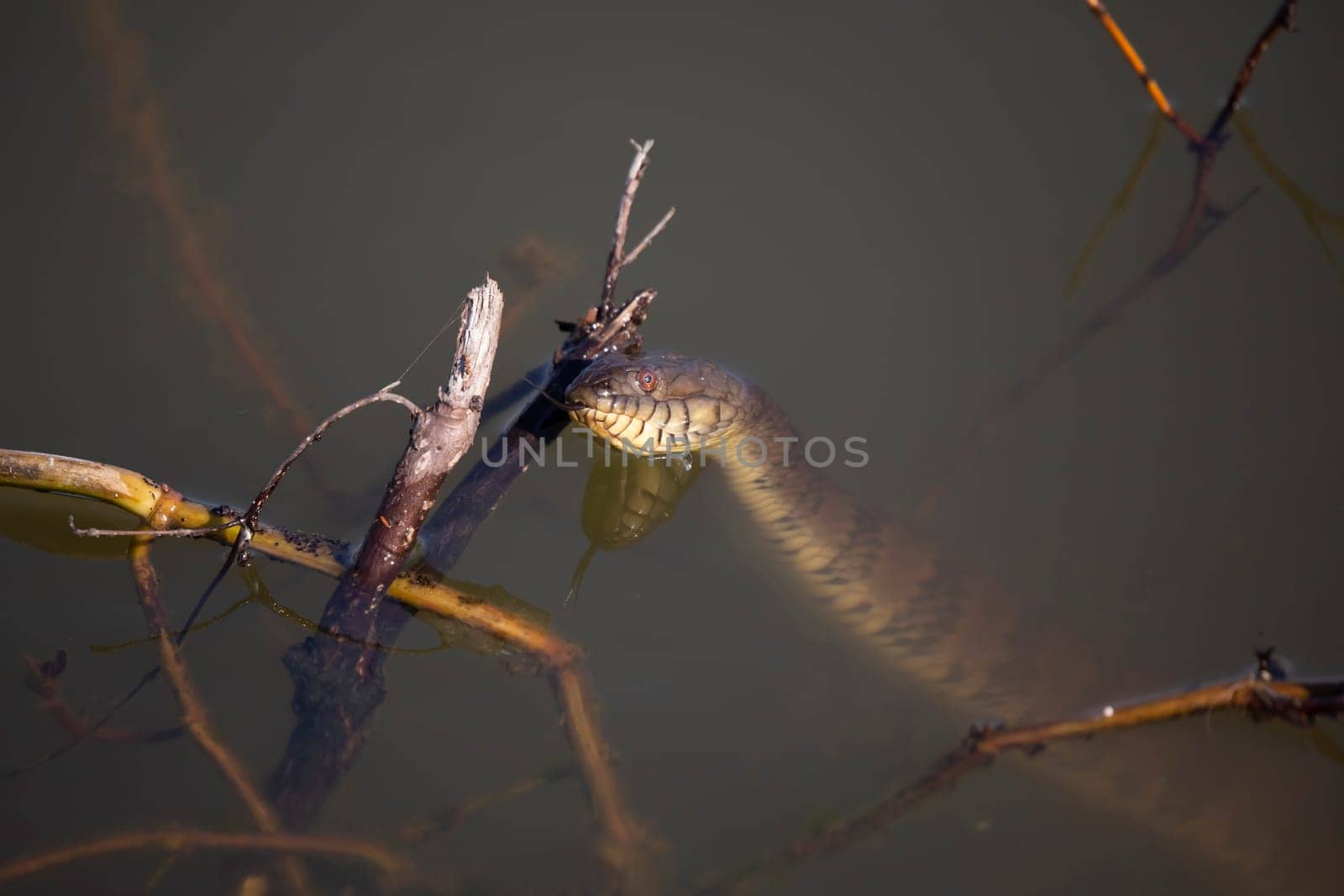 Diamondback water snake (Nerodia rhombifer) flicking its tongue and poking its head up near the top of the water