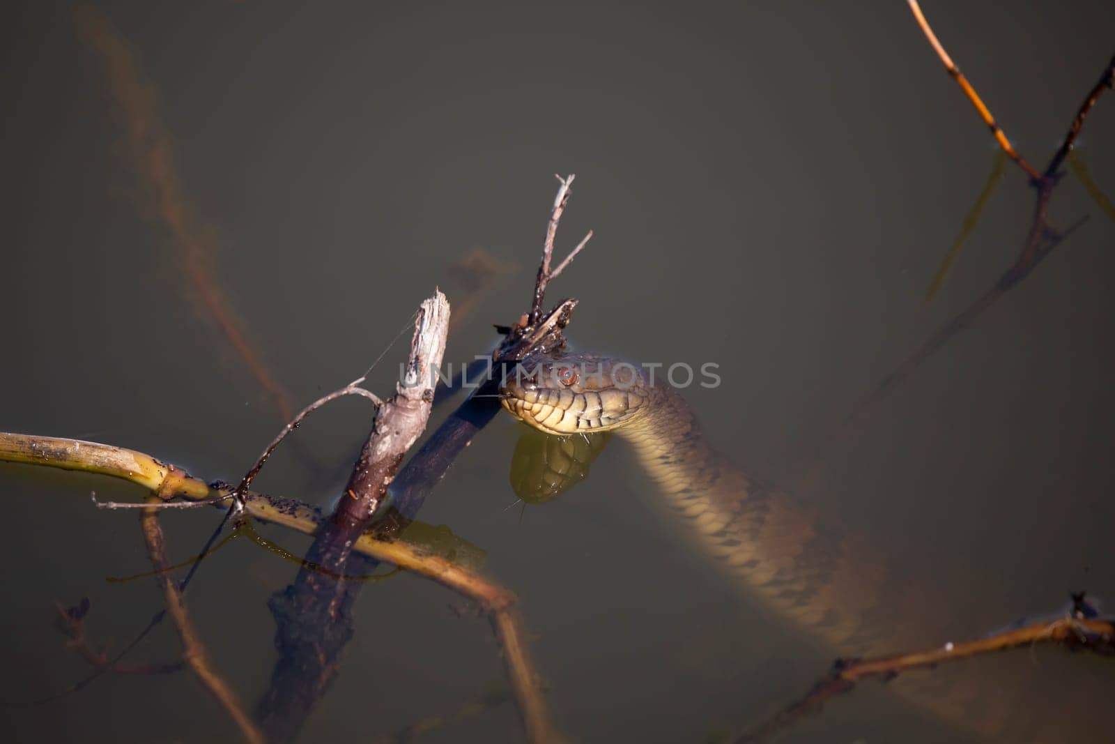Diamondback Water Snake Flicking Its Tongue by tornado98