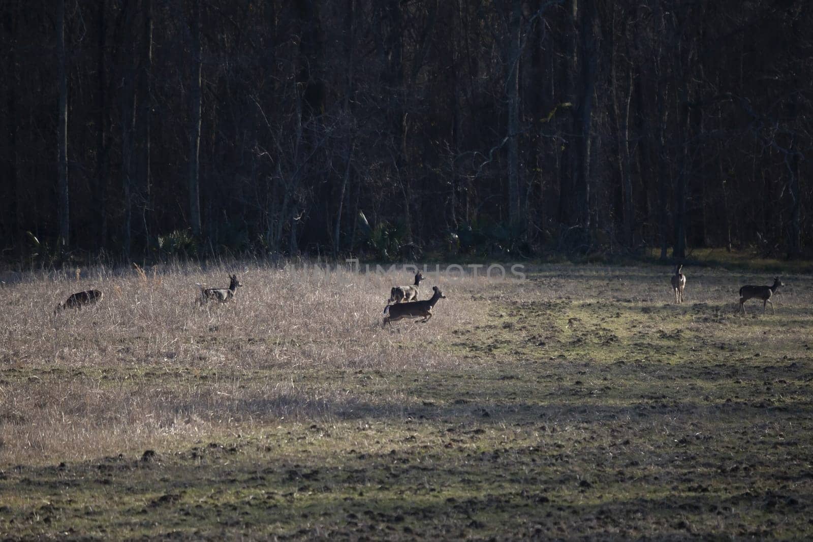 White-Tailed Deer Running by tornado98